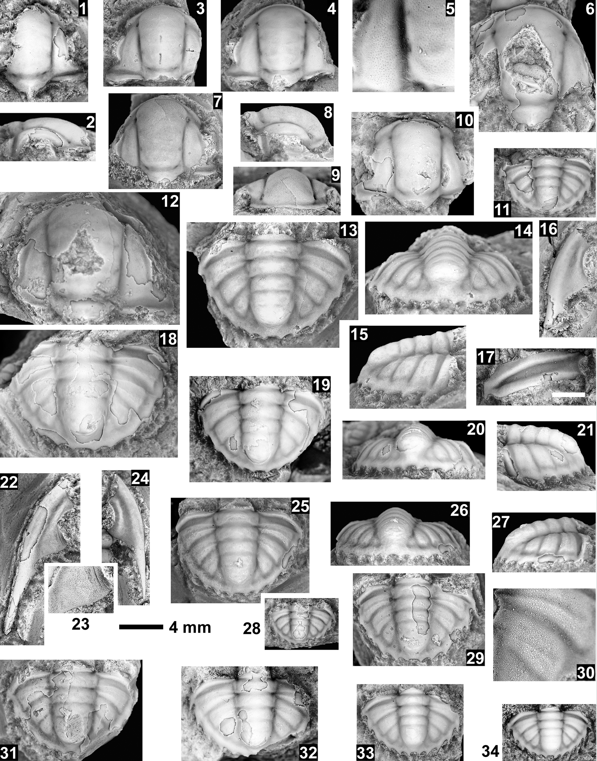 Figure 33