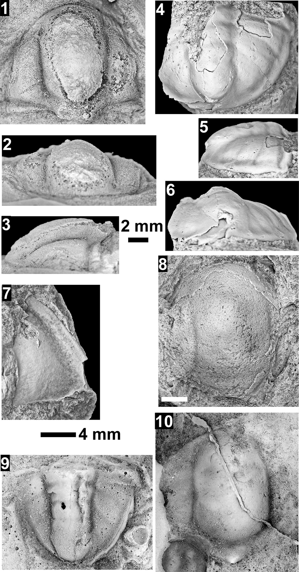 Figure 36