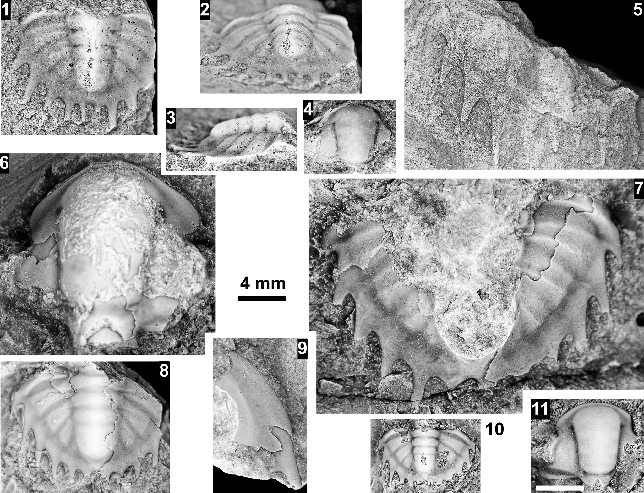 Figure 37