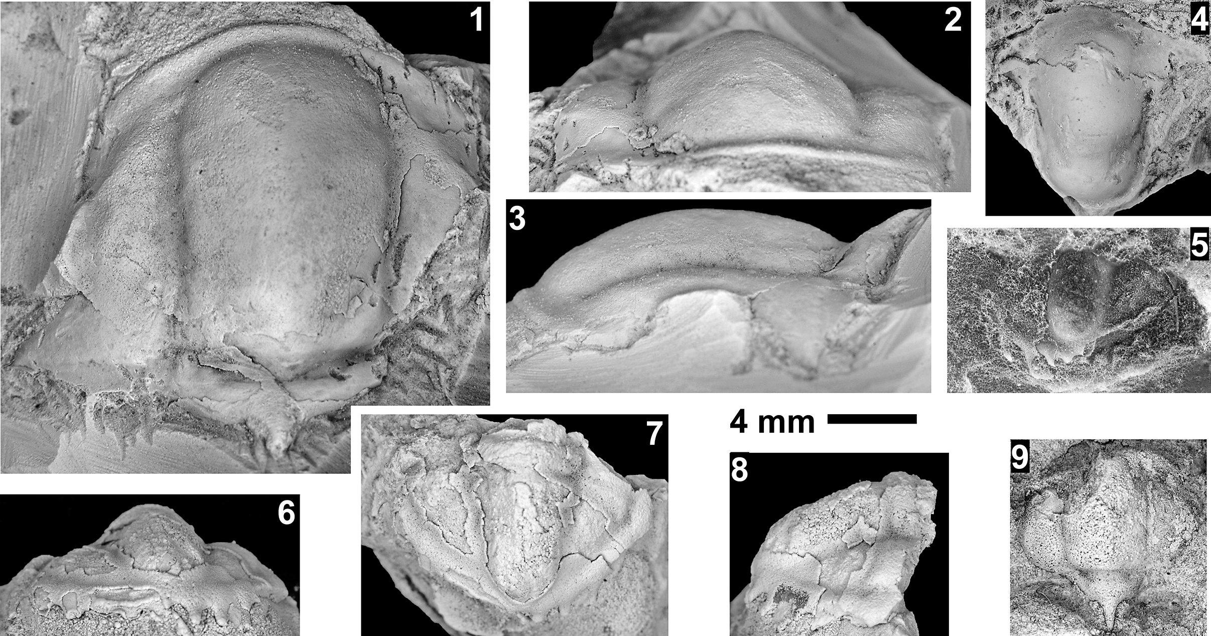 Figure 38