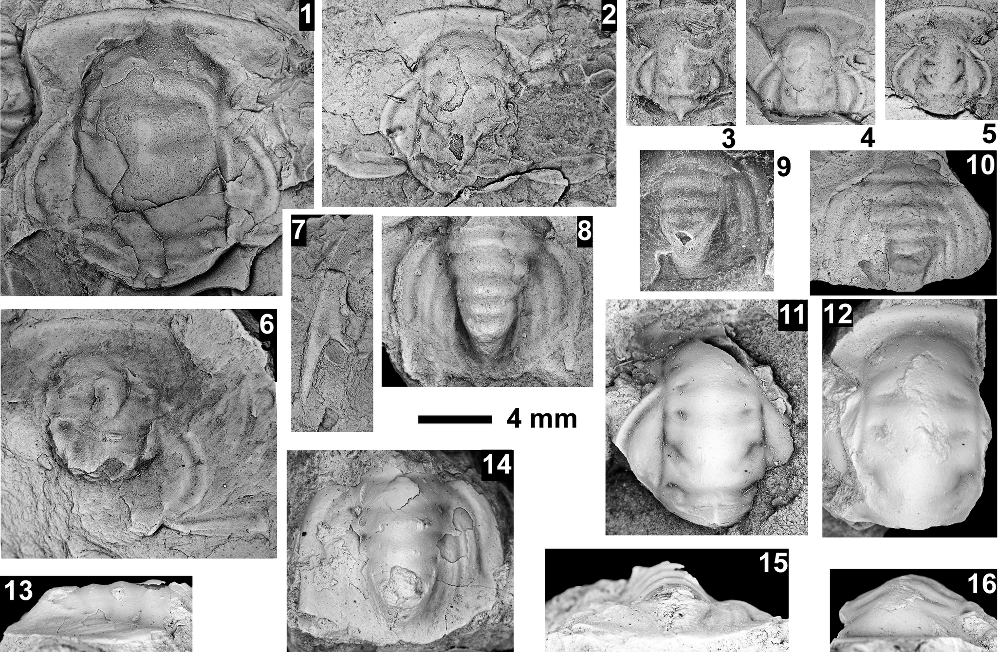 Figure 41