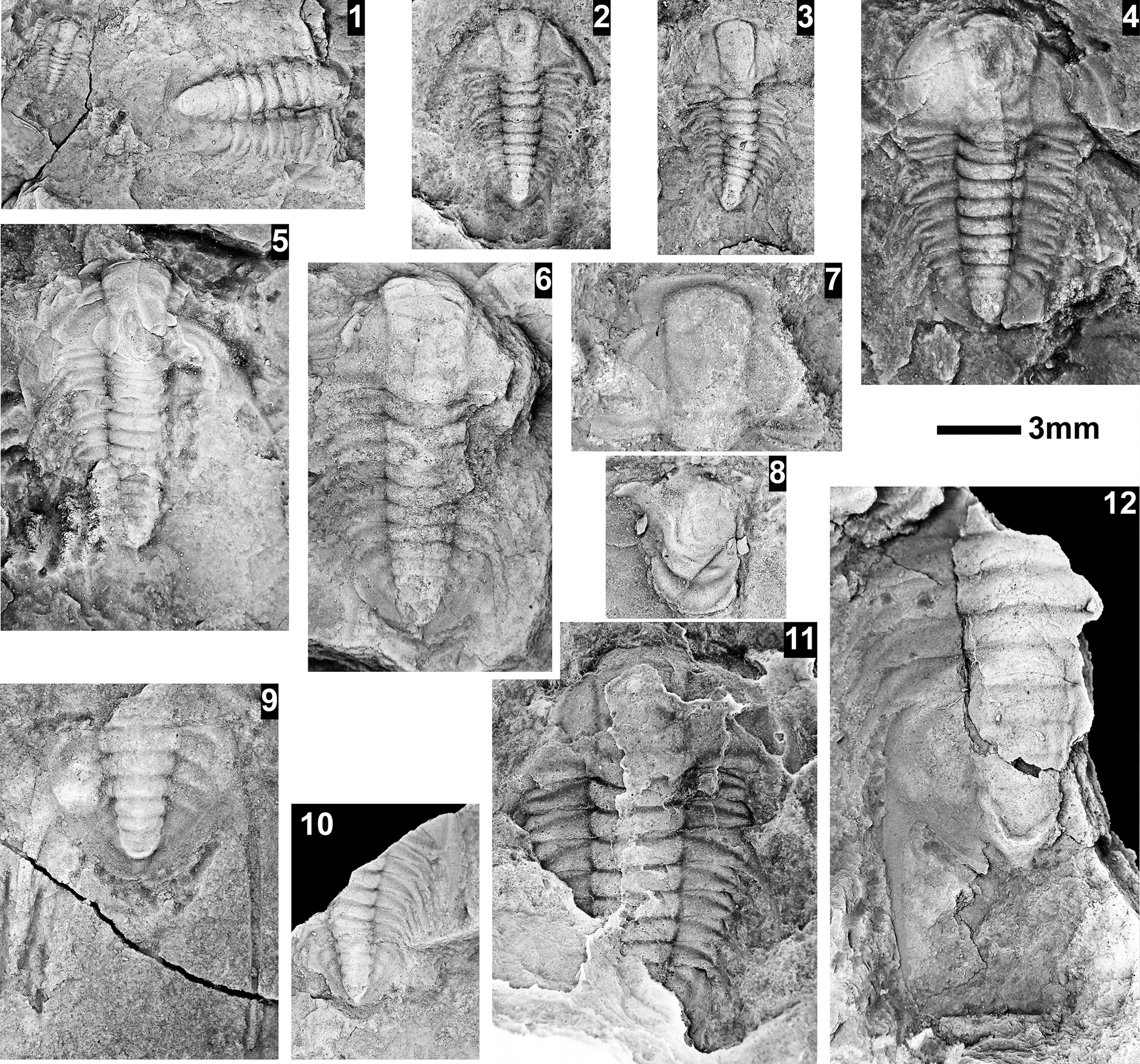Figure 43