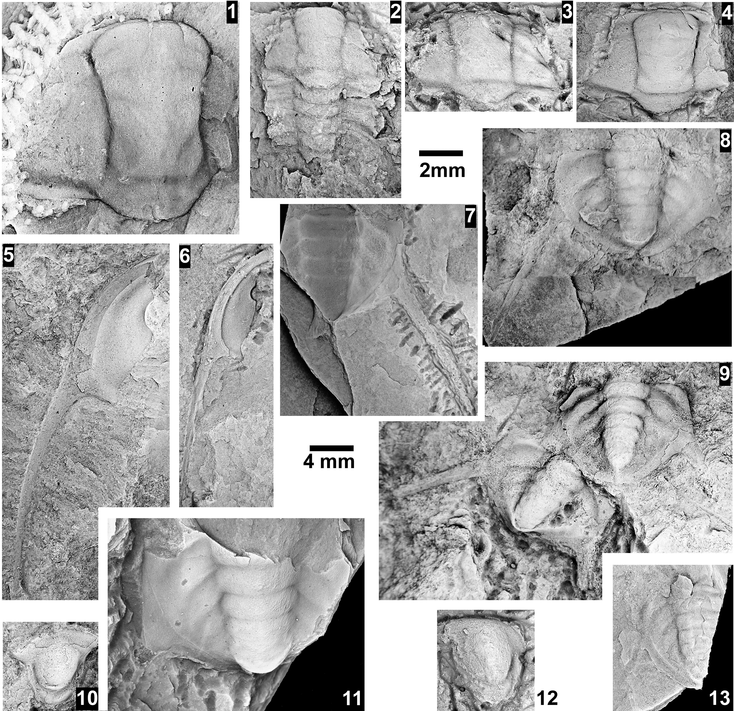 Figure 44