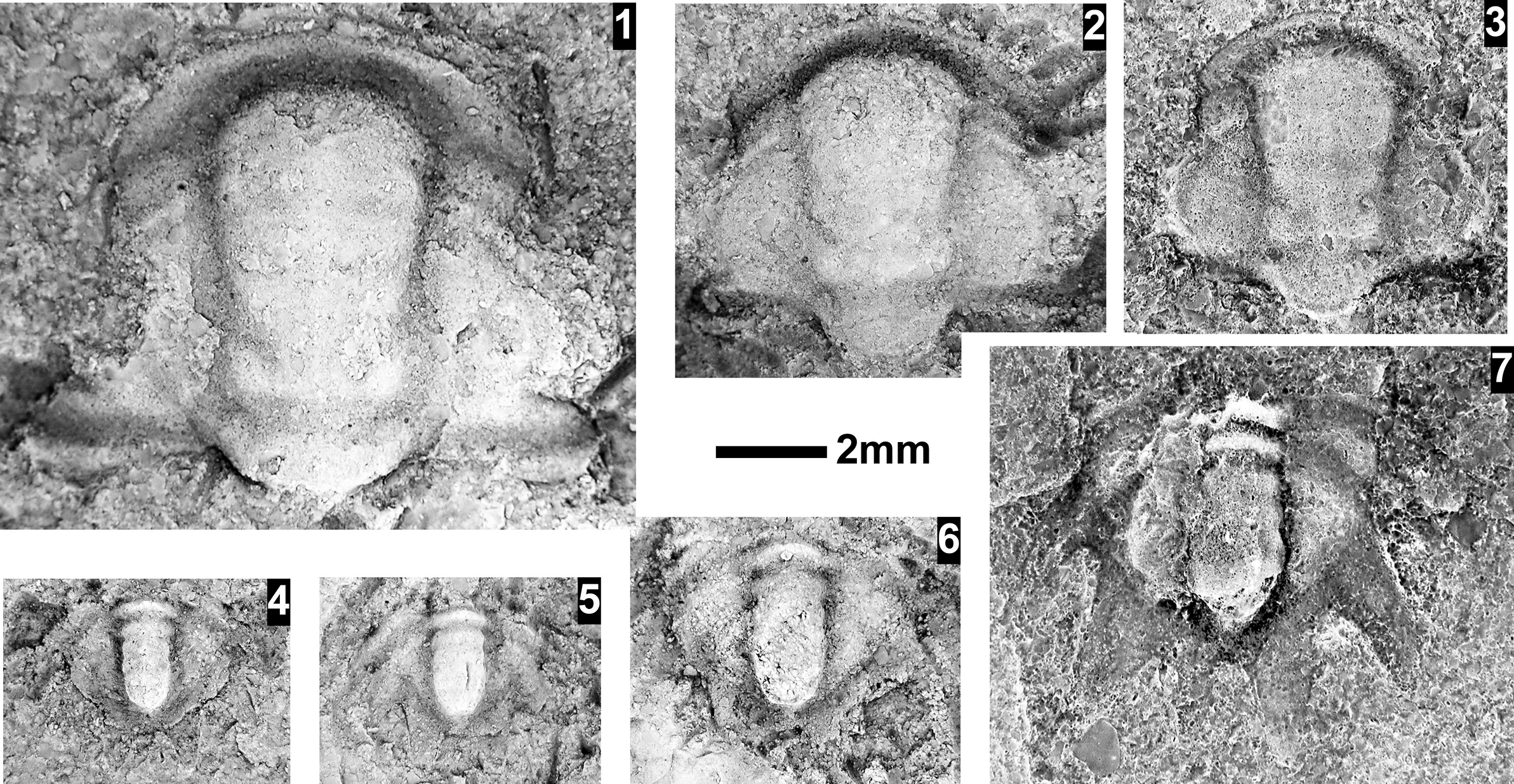 Figure 45
