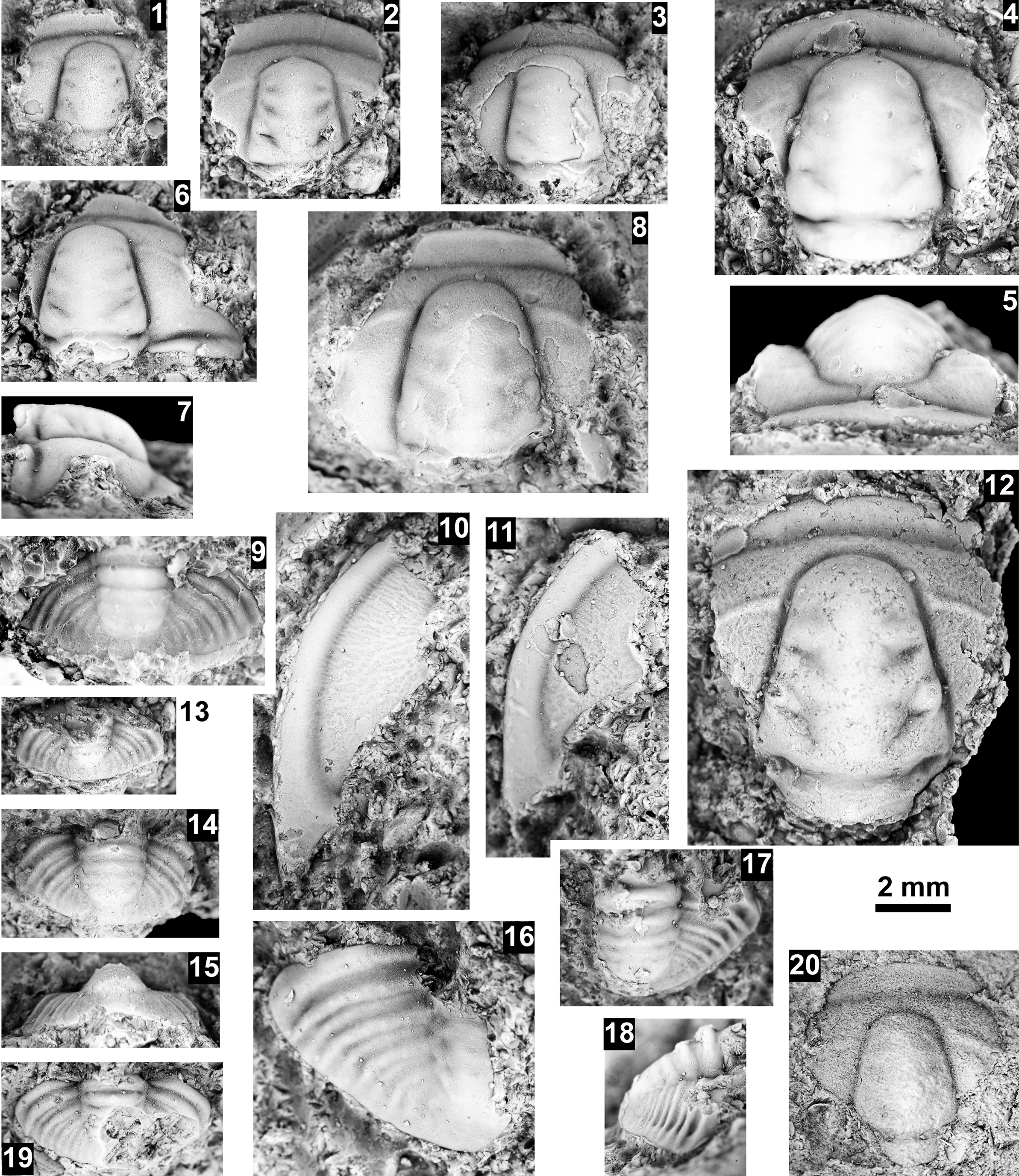Figure 46