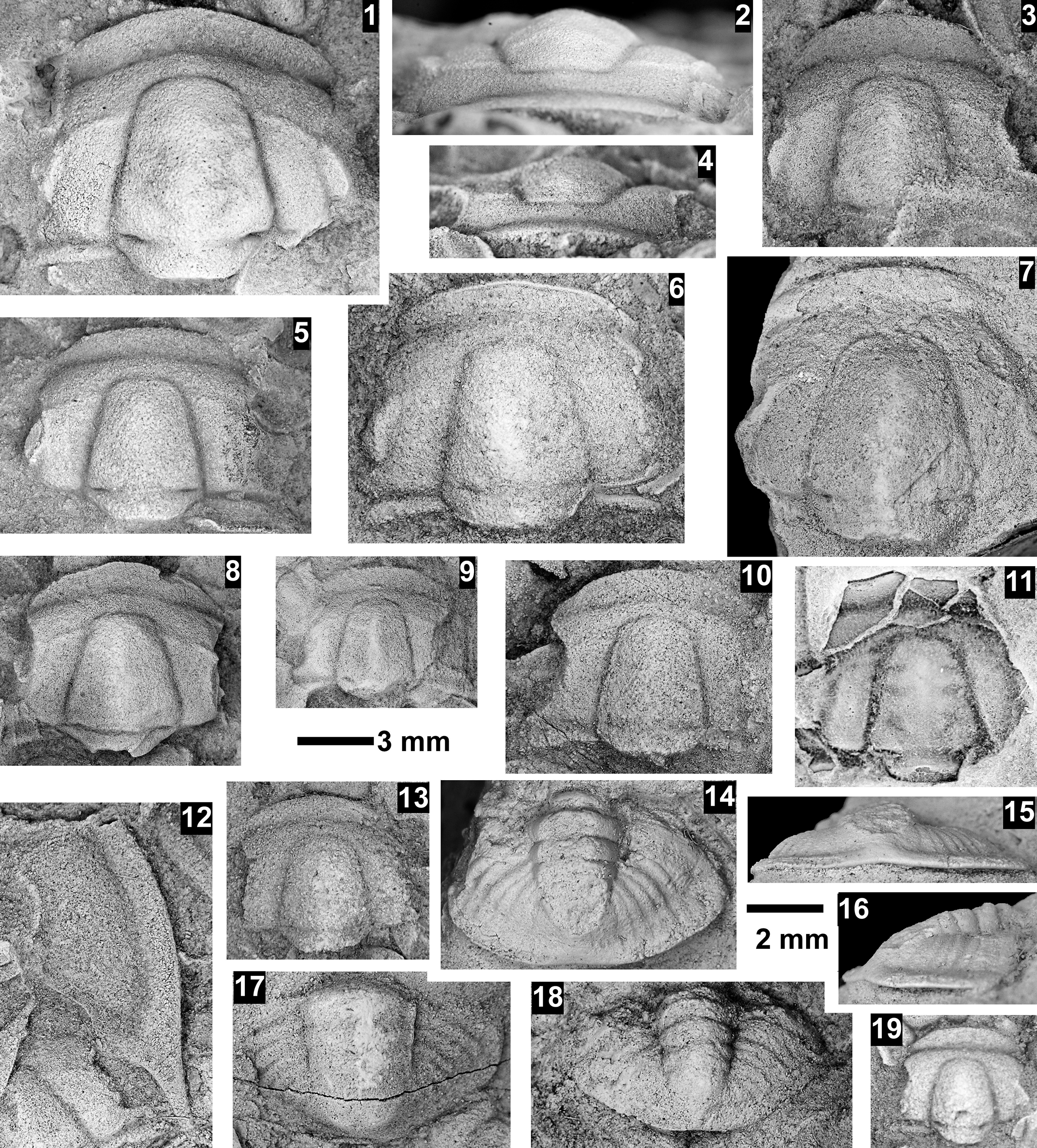 Figure 48