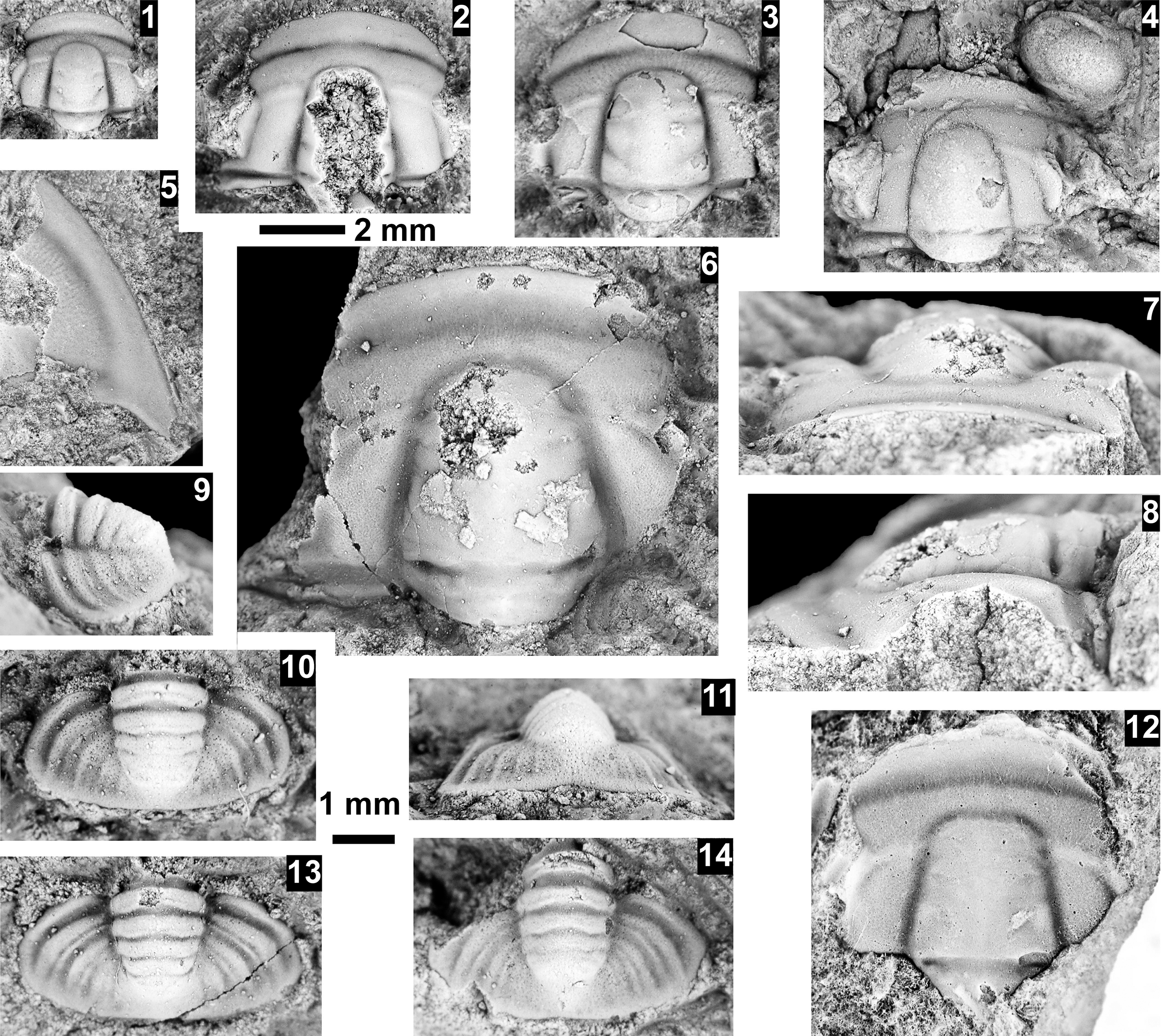Figure 49