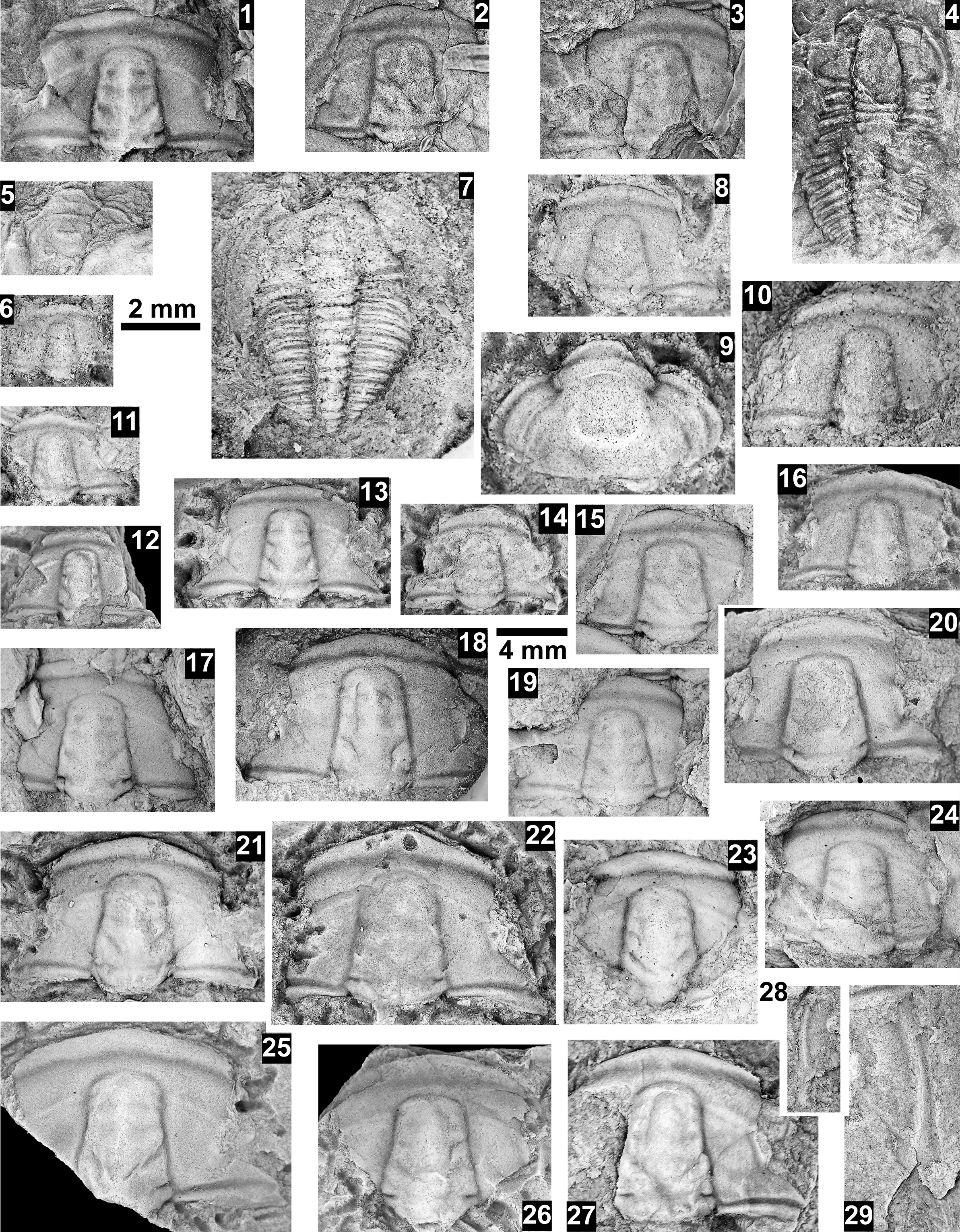 Figure 53
