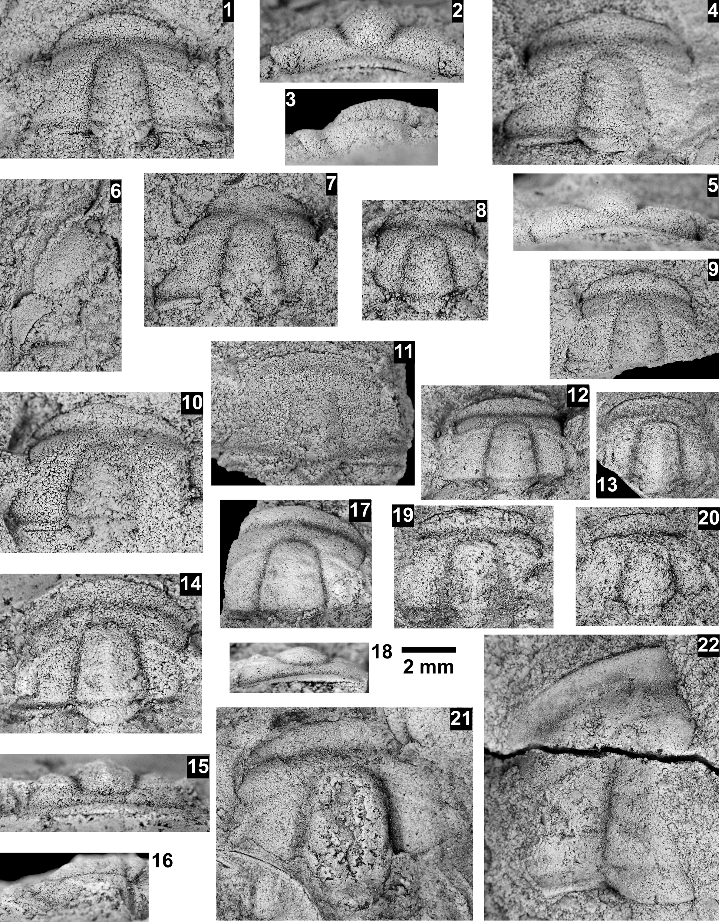 Figure 54