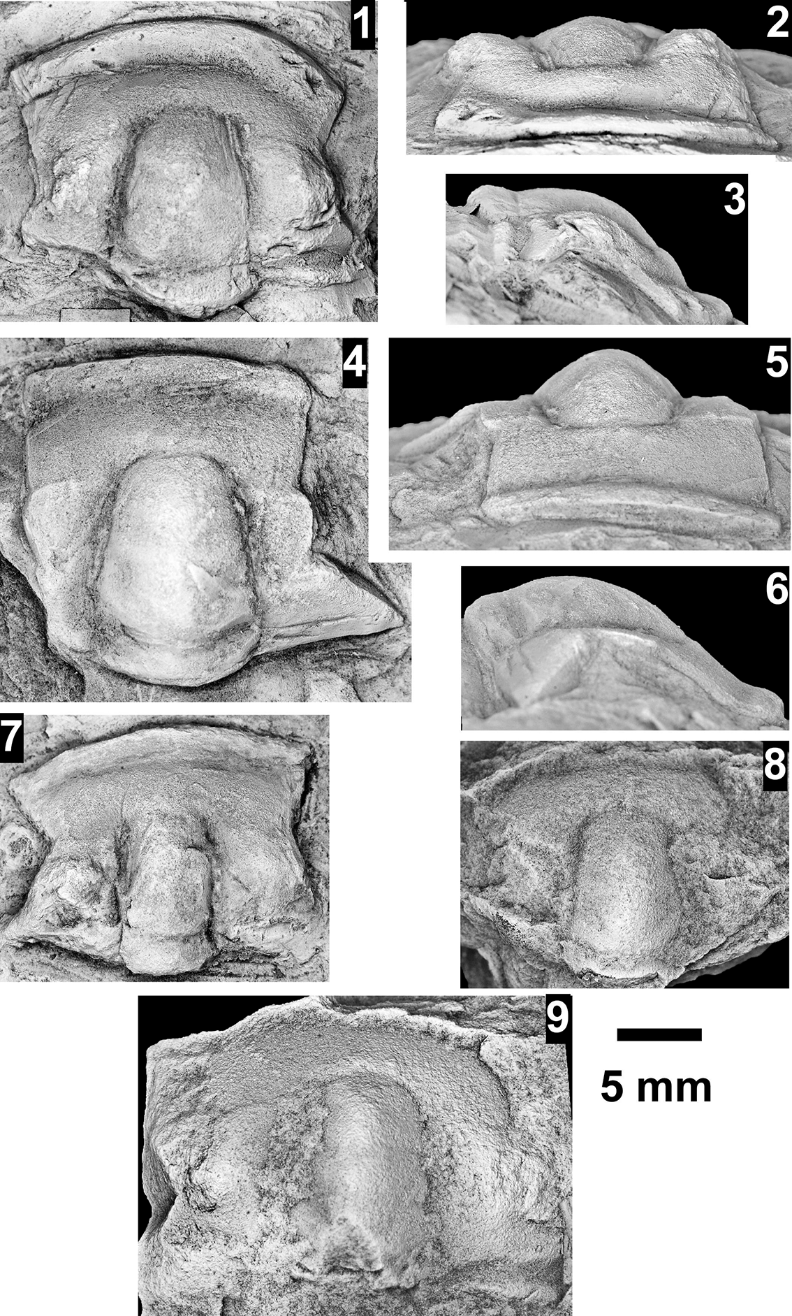 Figure 58