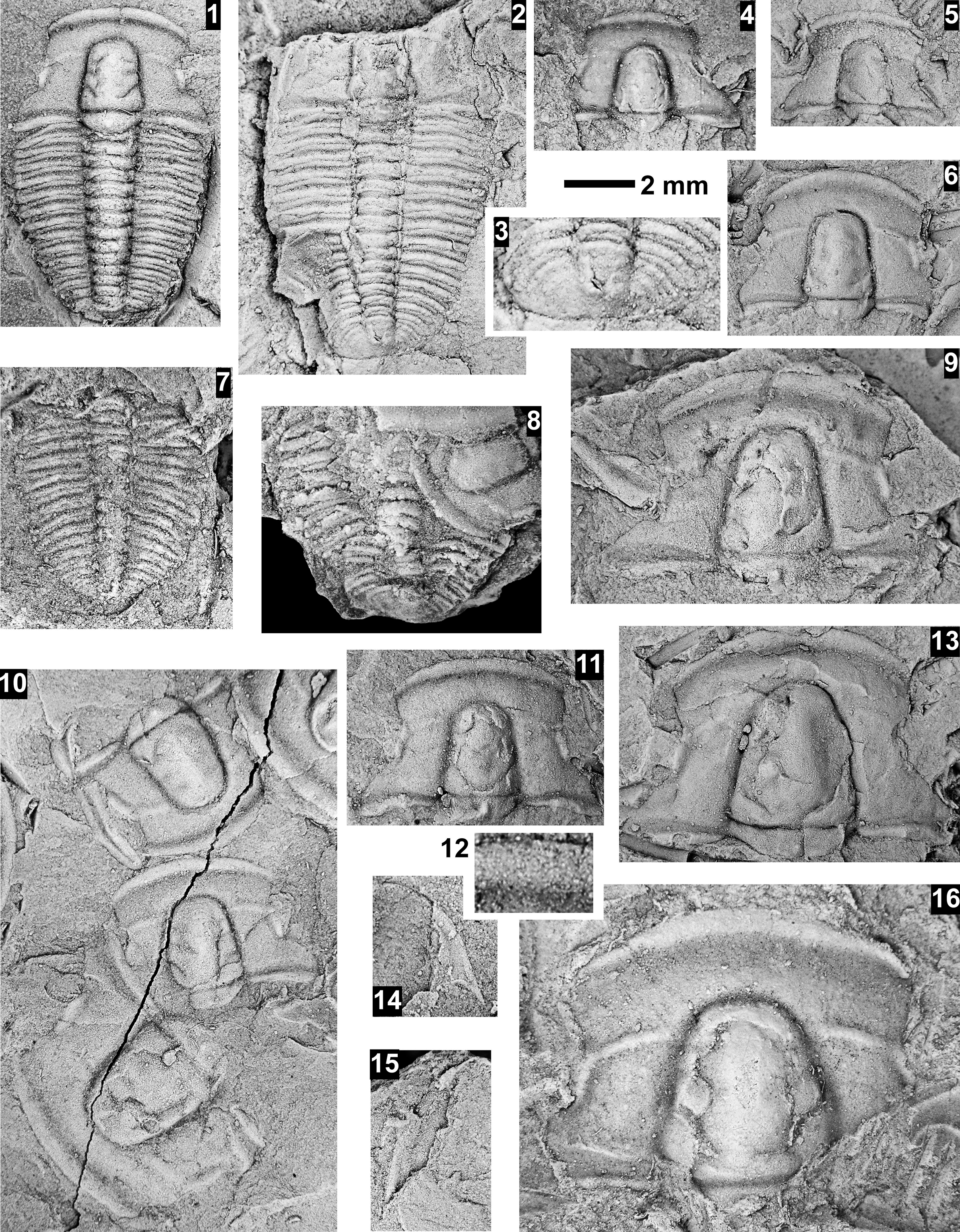 Figure 59