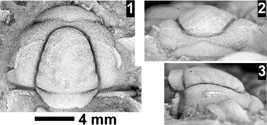 Figure 61