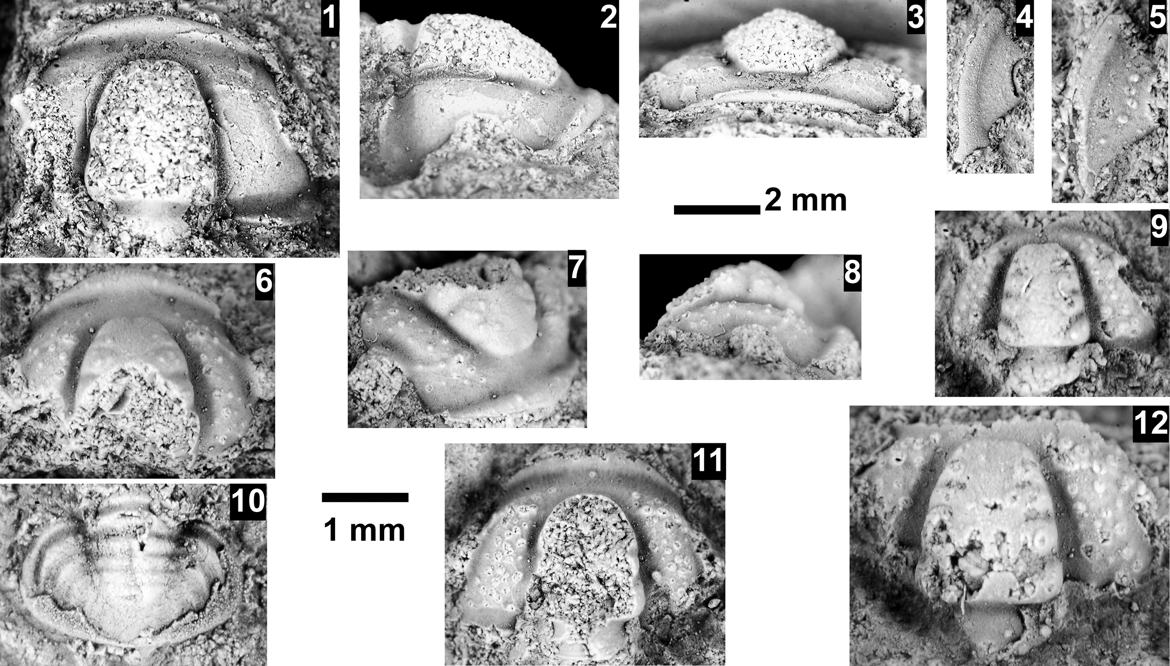 Figure 62