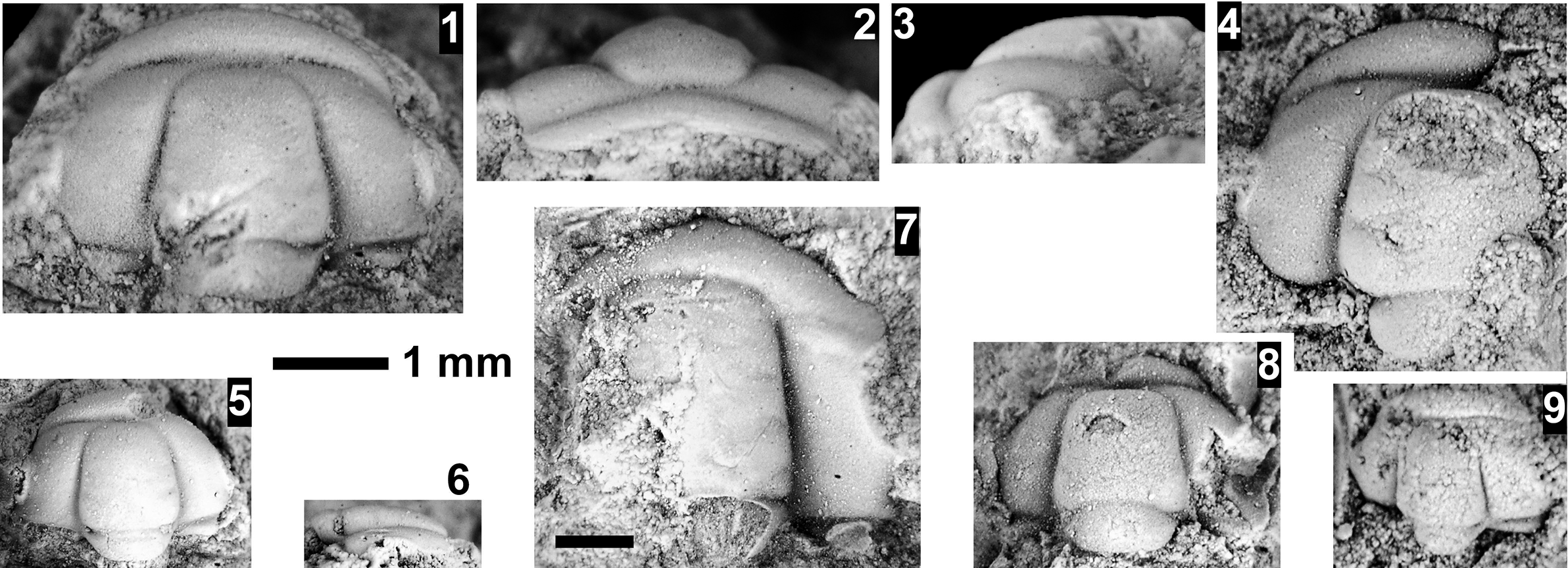 Figure 63