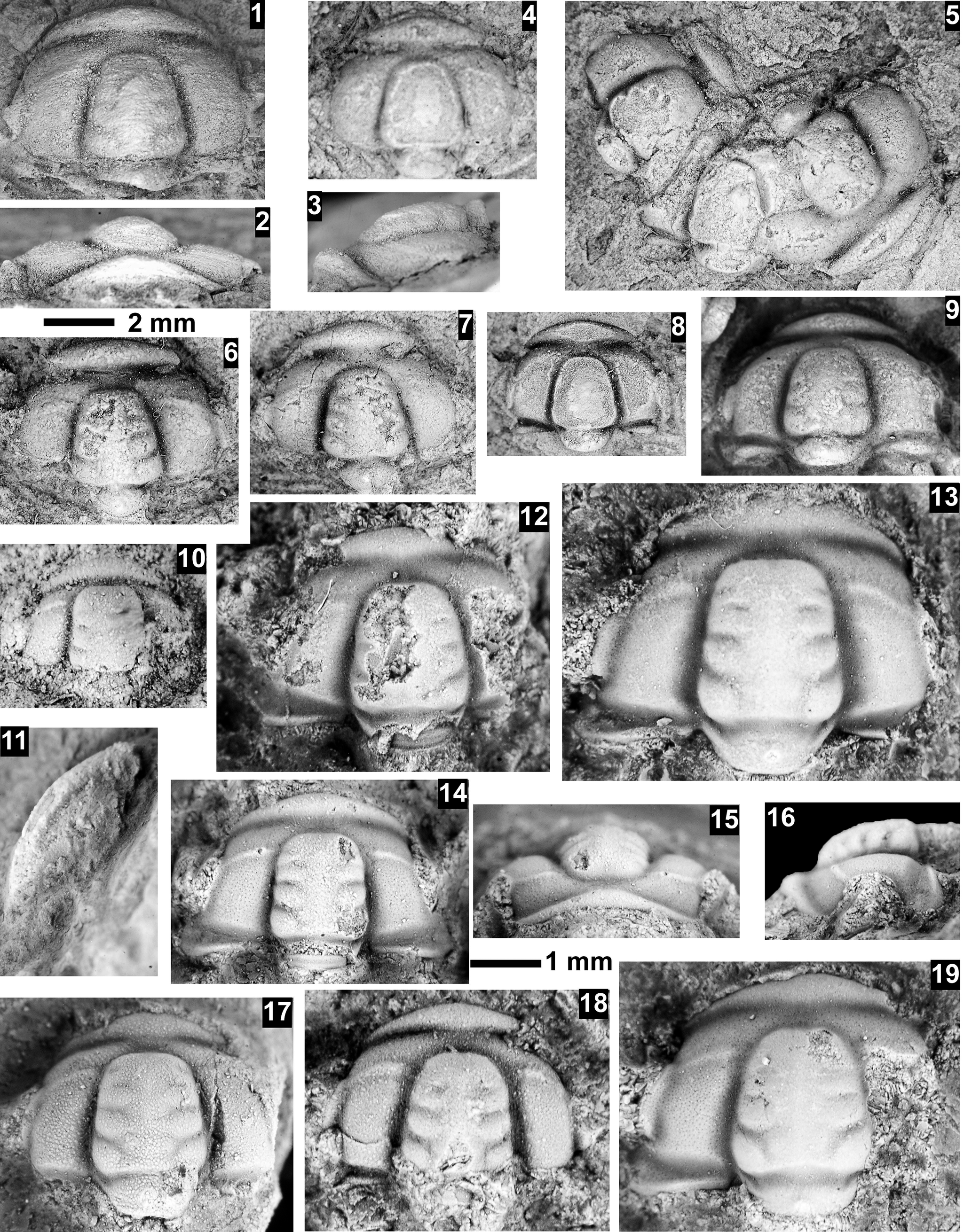 Figure 64