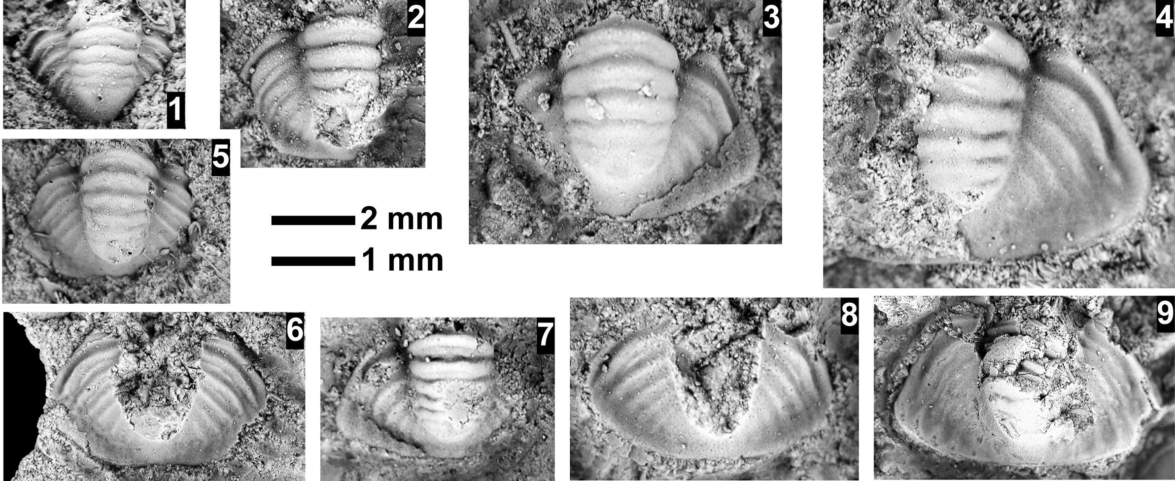 Figure 65