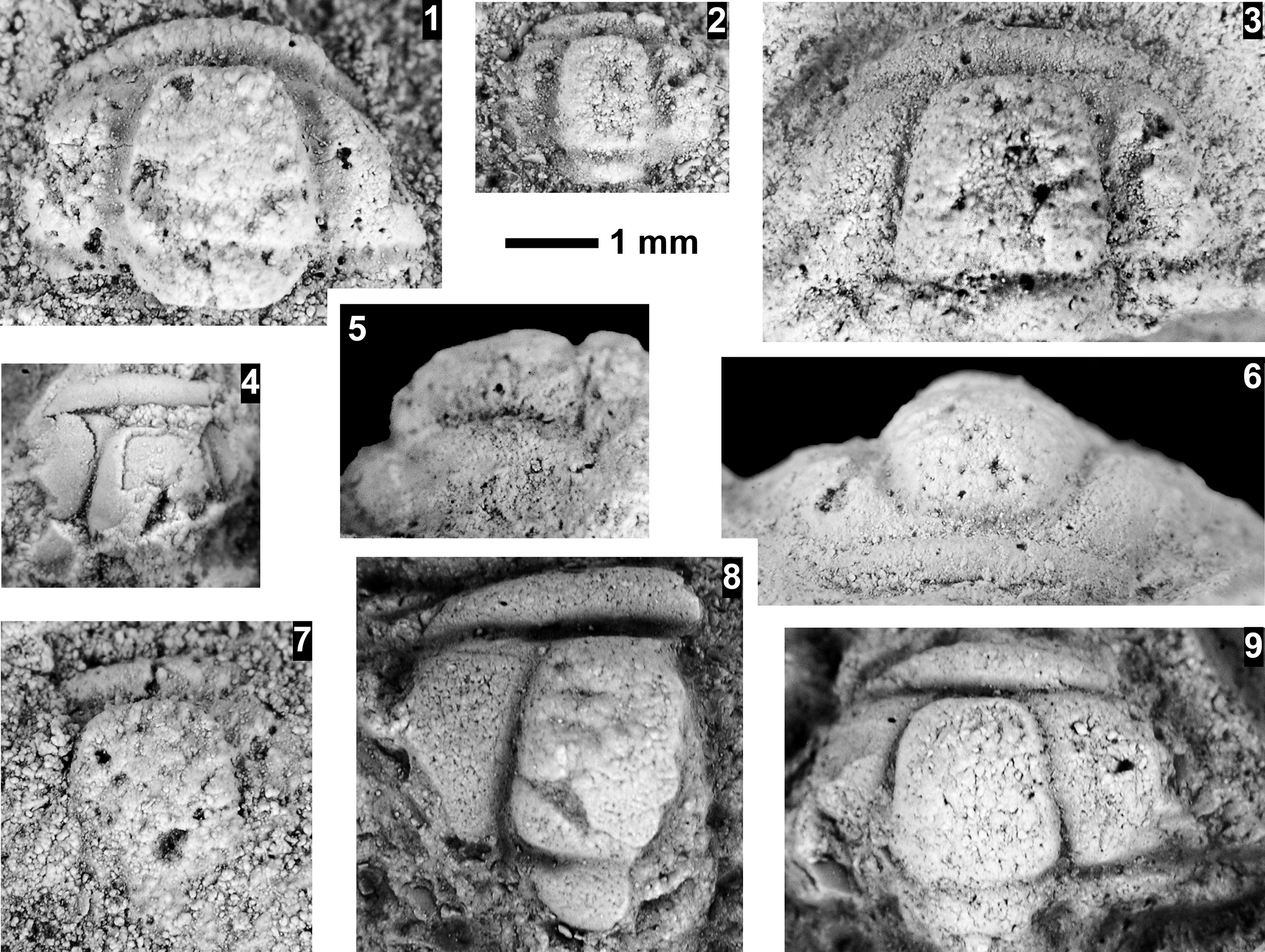 Figure 67