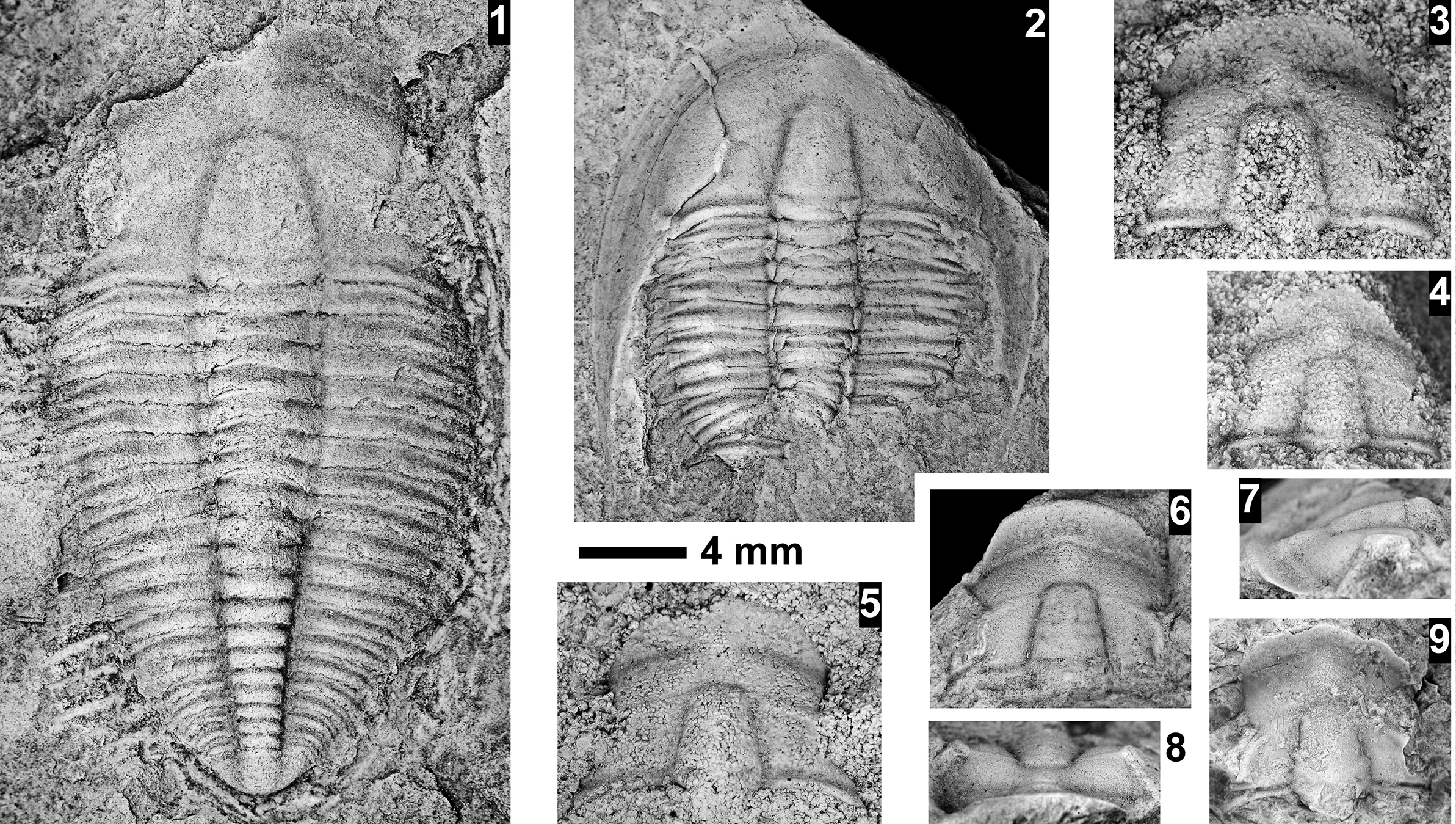 Figure 72