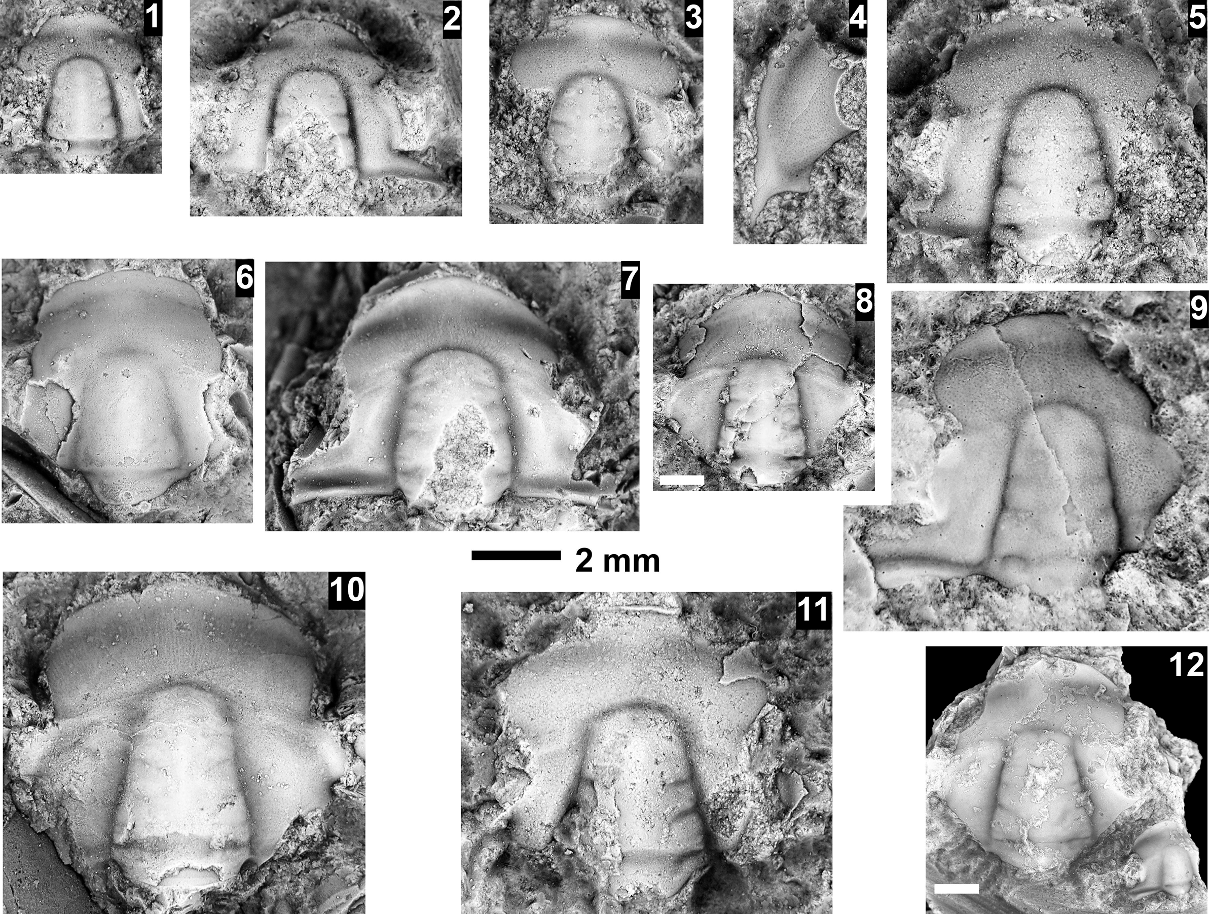 Figure 73