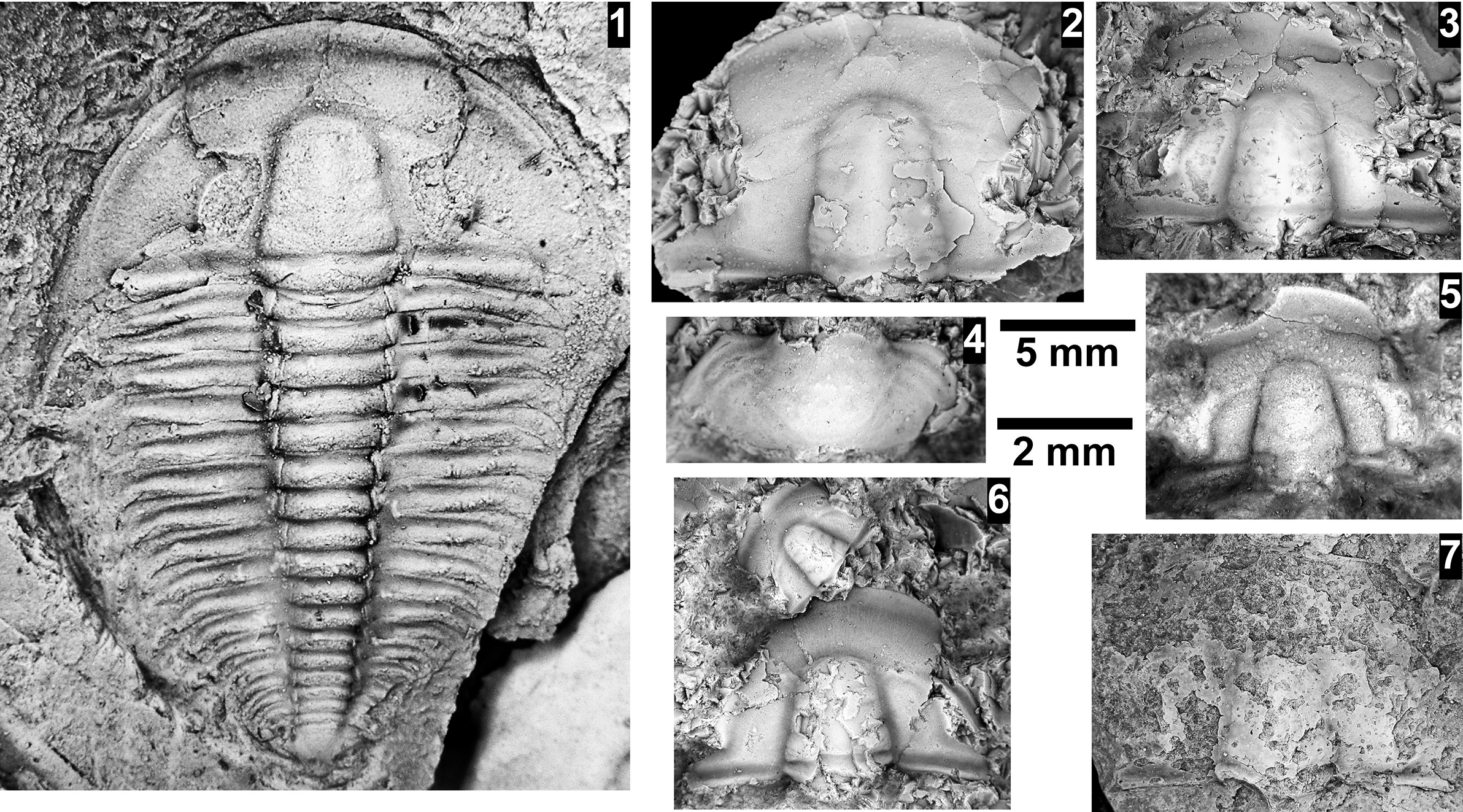 Figure 74