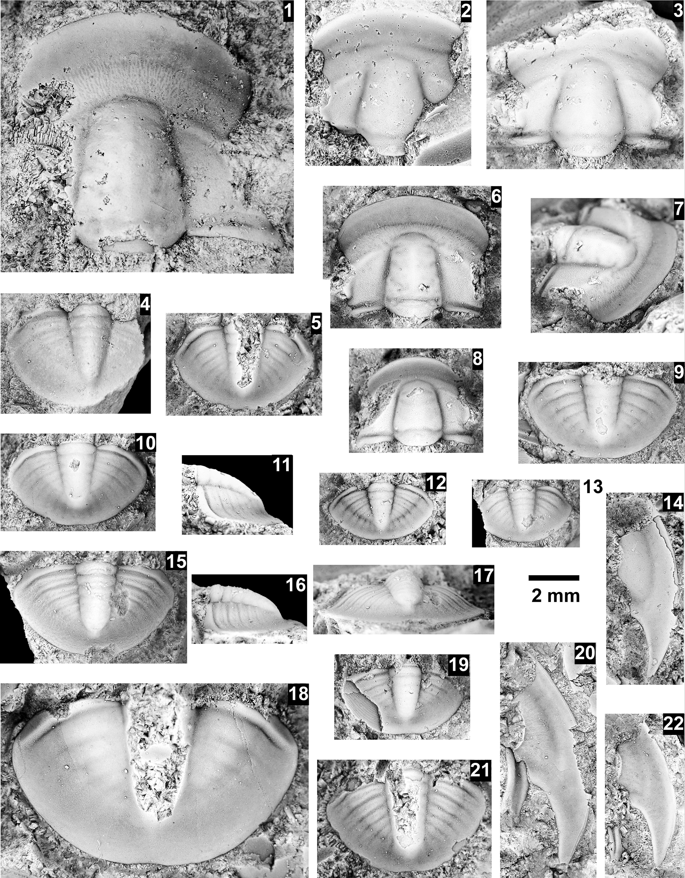 Figure 79