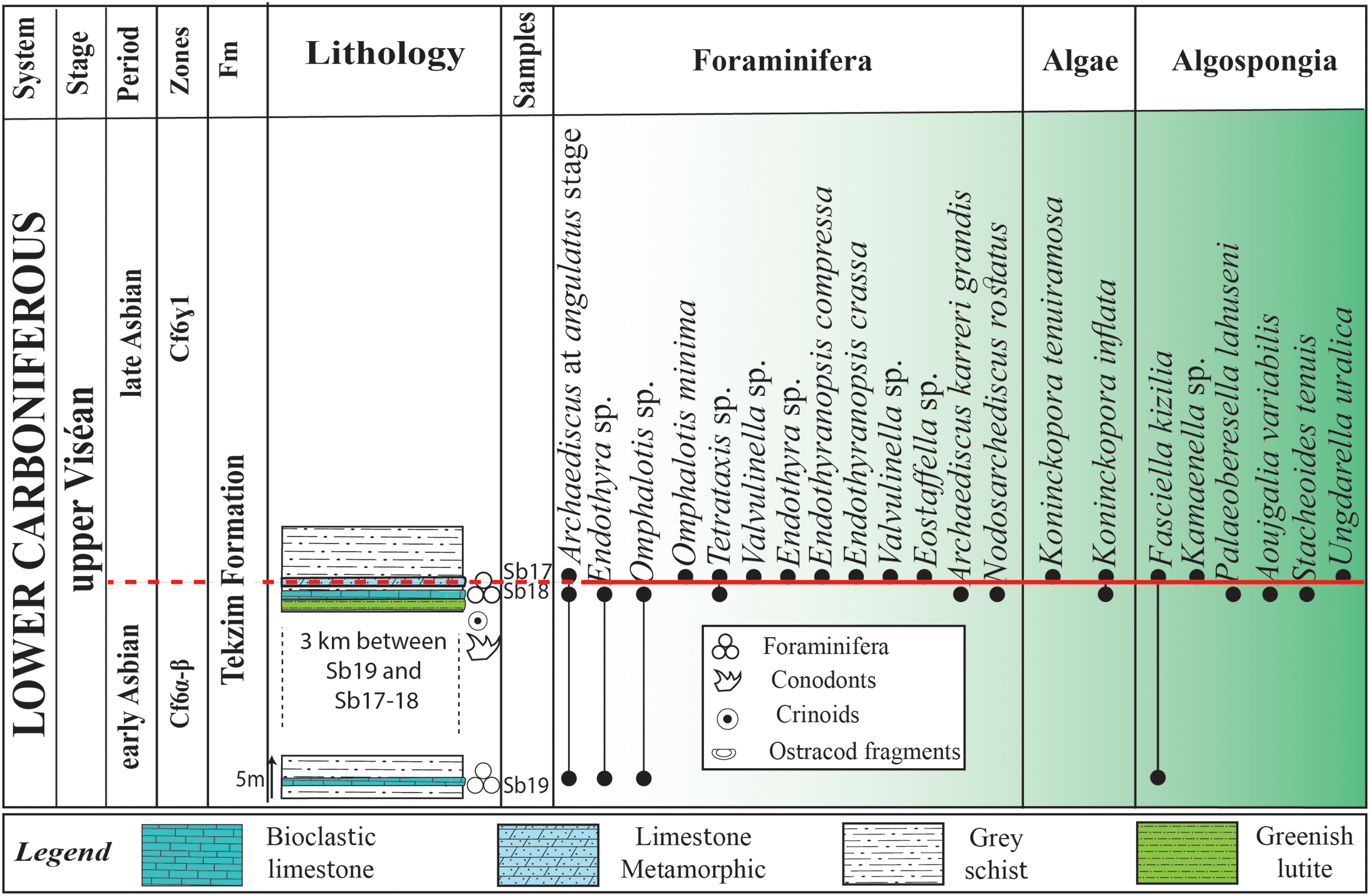 A table showing the stratigraphic log and distribution of foraminifera, algae, and algospongia of the Lamkhalif section.