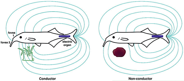 Figure 19