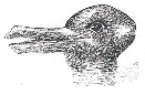 Duck-Rabbit illusion: A line drawing that can be seen as either a duck or a rabbit depending on interpretation.