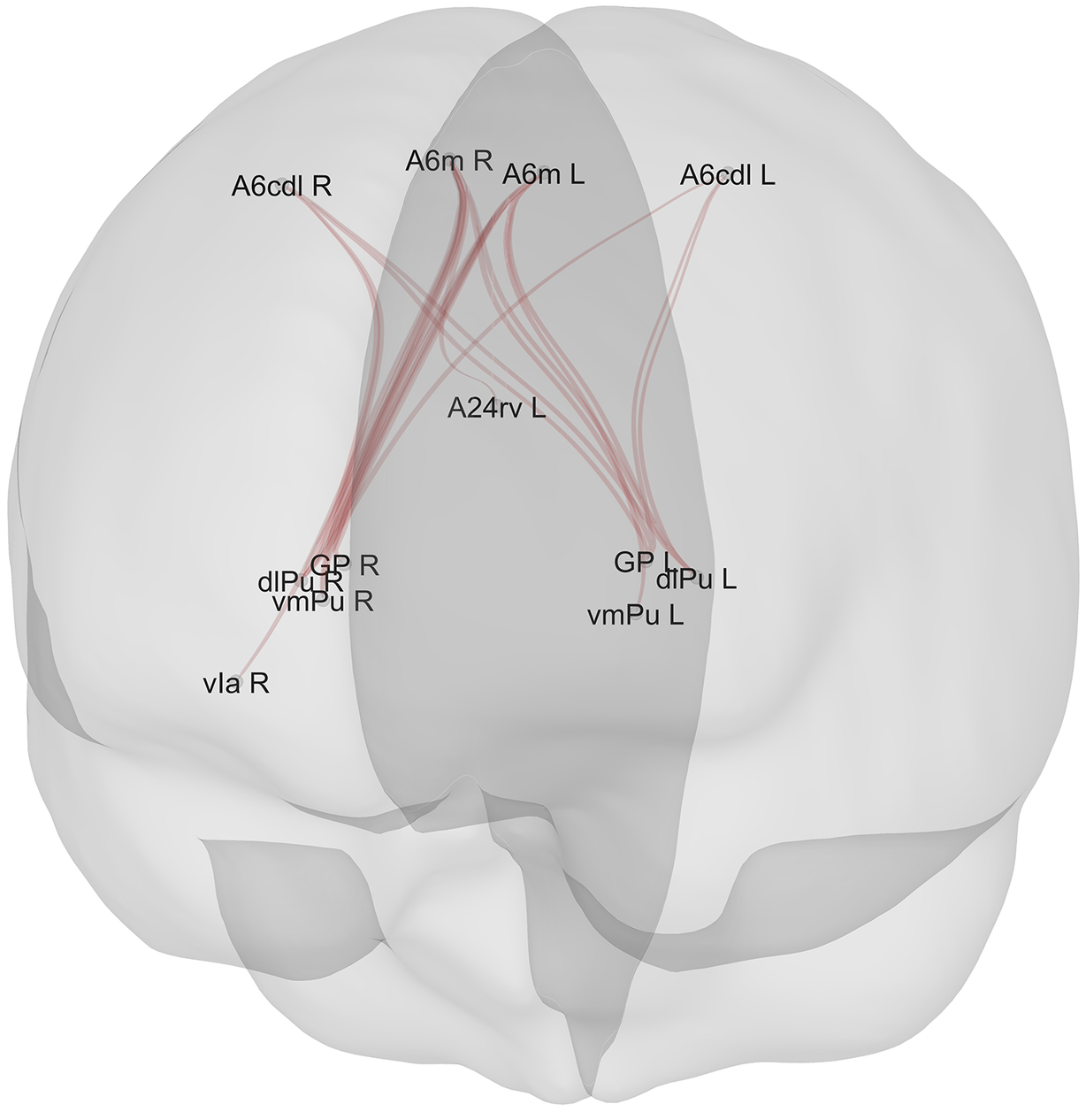 A 3 D anatomical brain map showing connectivity between cortical and subcortical regions of interest associated with reasoning and problem solving. See long description.