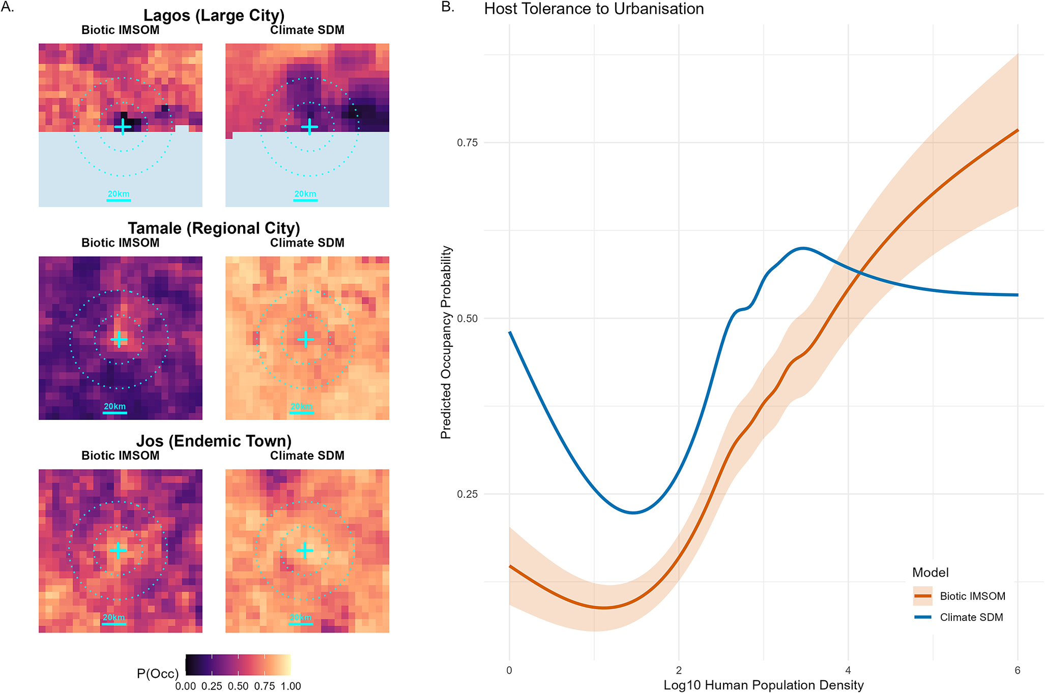 A two-panel scientific figure comparing urban reservoir persistence maps for three West African locations with a line graph of host occupancy probability versus human population density. See long description.