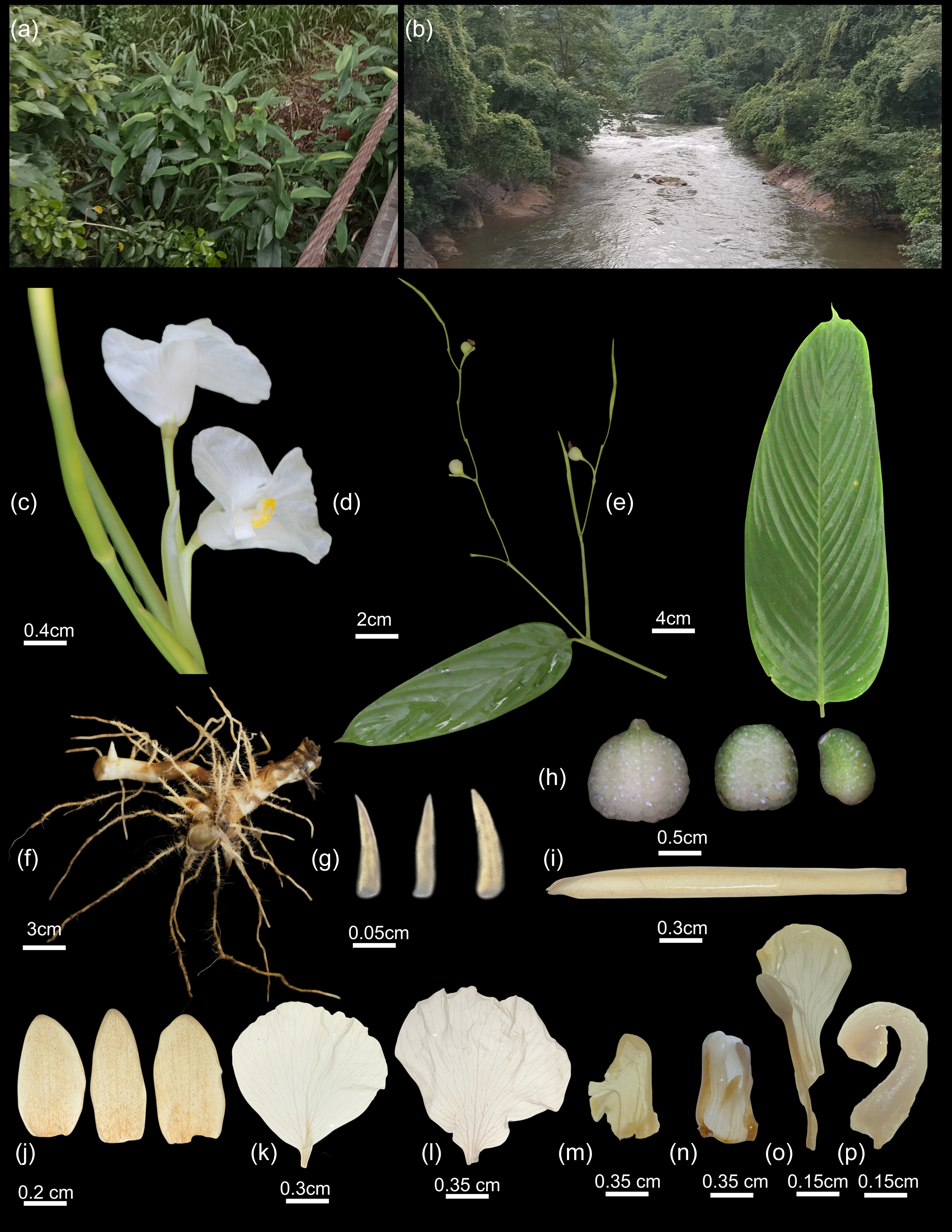 A collage of images depicting various parts of a plant species and its natural habitat.