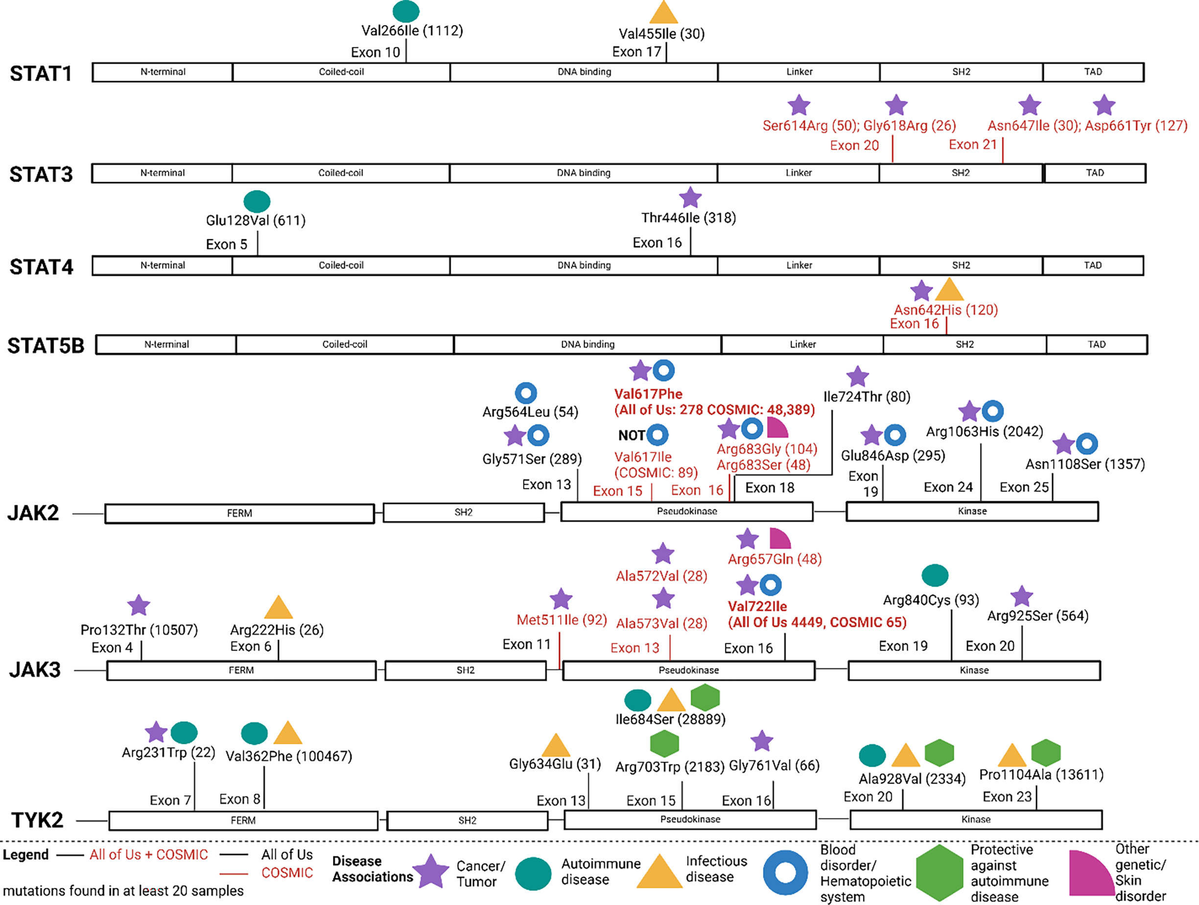 A diagram illustrating the distribution of missense mutations in JAK and STAT proteins and their associations with various diseases.