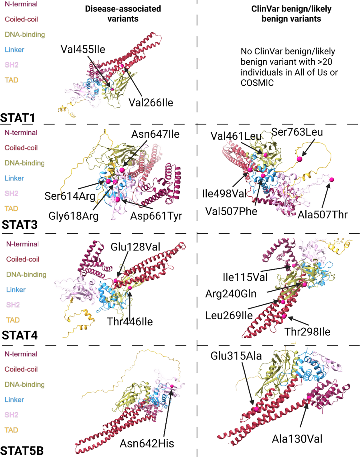 Diagram of disease-associated and benign variants in STAT proteins.