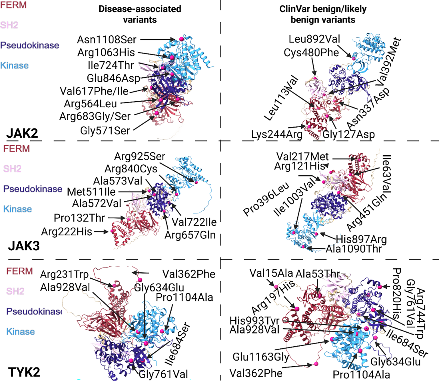 A diagram showing the structural analysis of disease-associated and ClinVar benign missense variants in JAK proteins, highlighting their locations on predicted protein structures.