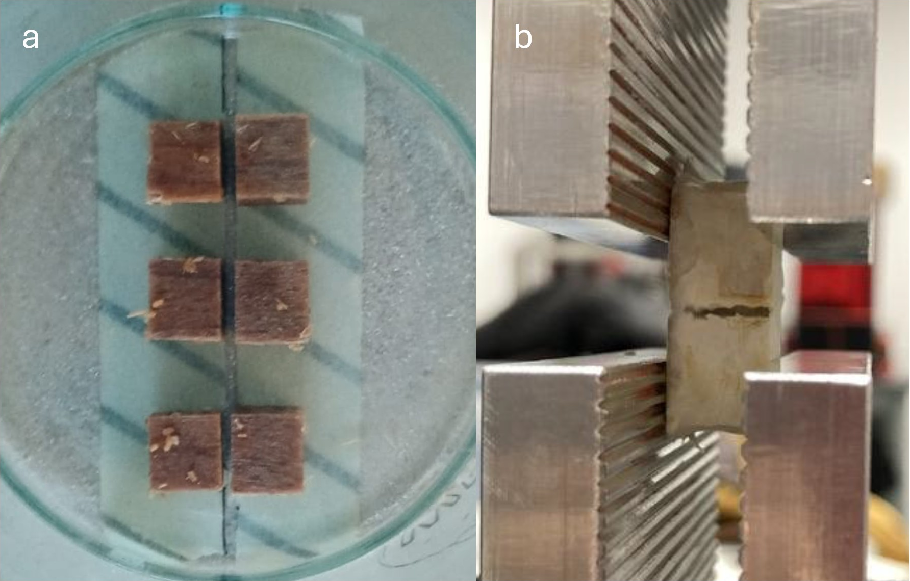 A photograph of three pairs of wood cubes in a glass jar and a photograph of colonized, bio-welded wood cubes fixed in metal clamps and pulled apart.