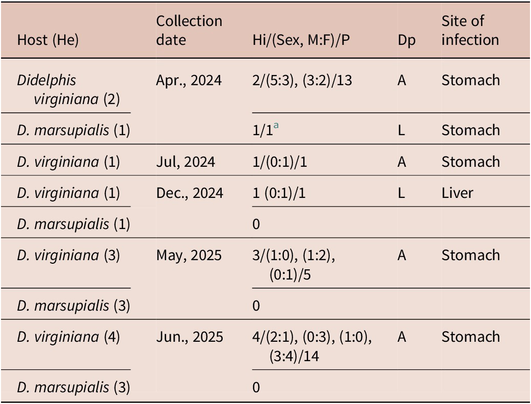 A data table showing natural infection rates of Gnathostoma turgidum in definitive hosts across five collection periods from 2024 to 2025. See long description.