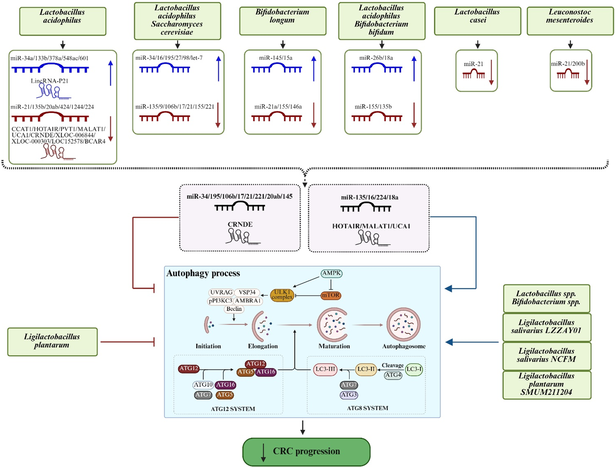 A flowchart showing how various probiotics regulate n c R N As to influence the autophagy process and C R C progression. See long description.