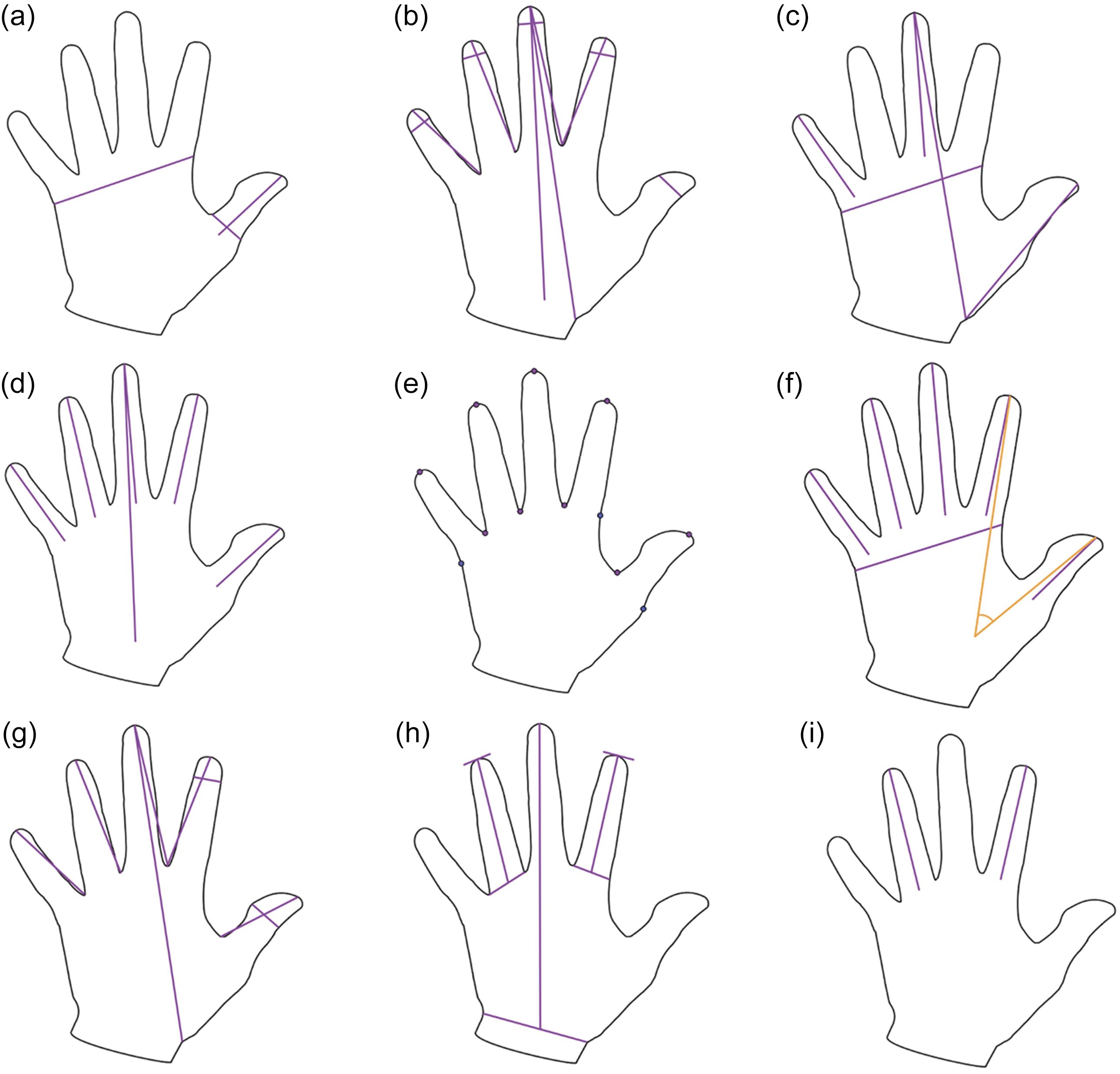 Diagrams of hand measurements used in palaeodemography studies.
