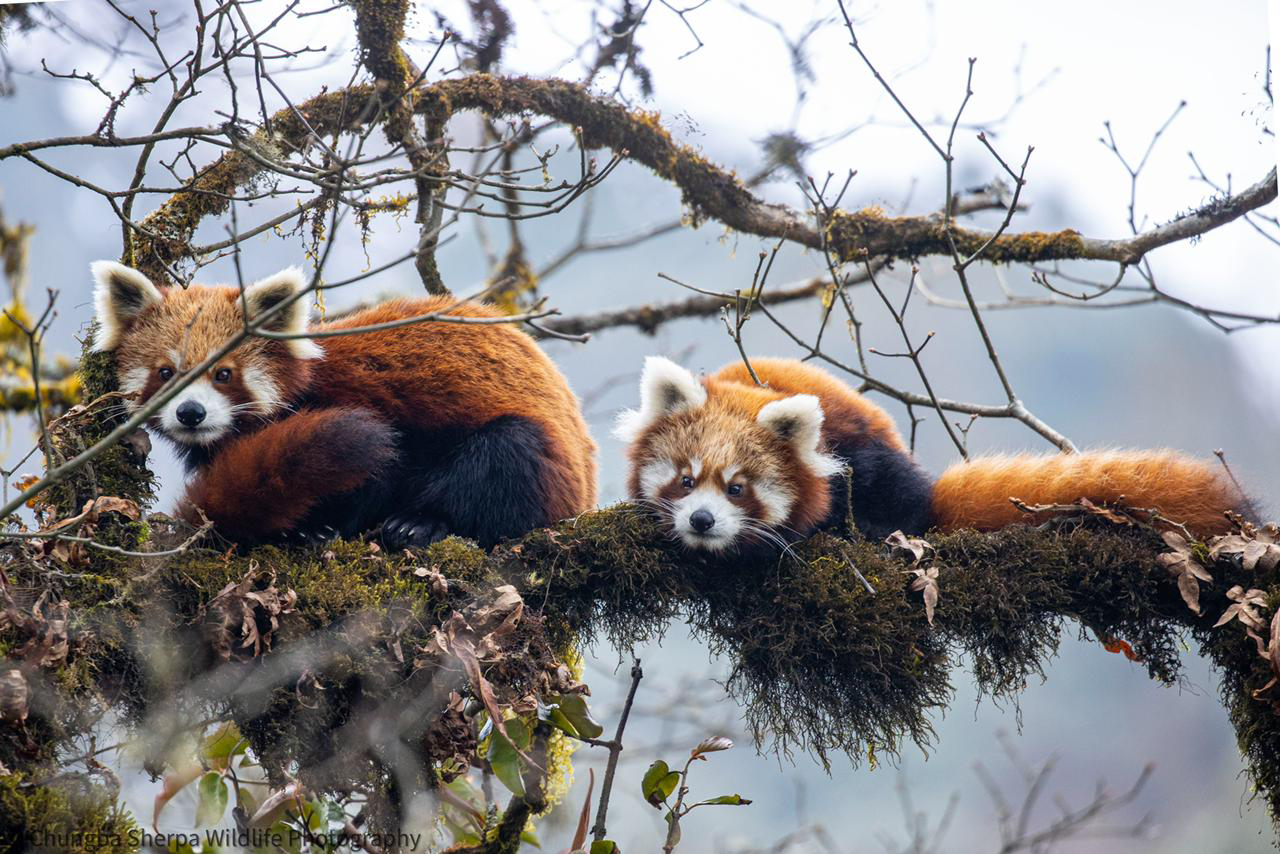 Two red pandas resting on a moss-covered tree branch.