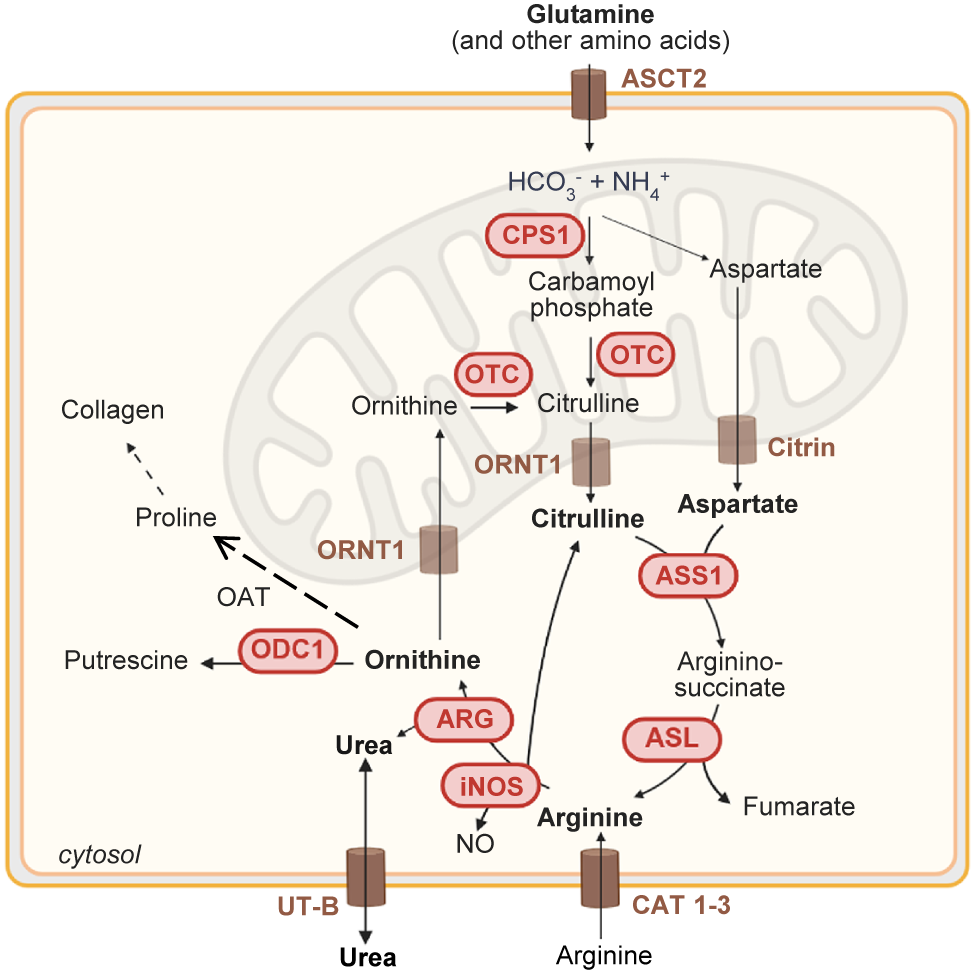 A metabolic flowchart illustrating the urea cycle across the cytosol and mitochondria, showing enzyme-driven conversions of amino acids and metabolites. See long description.