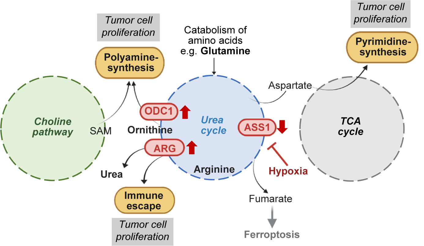 A metabolic flowchart illustrating the crosstalk between the Choline pathway, Urea cycle, and T C A cycle driving tumor cell proliferation and immune escape. See long description.
