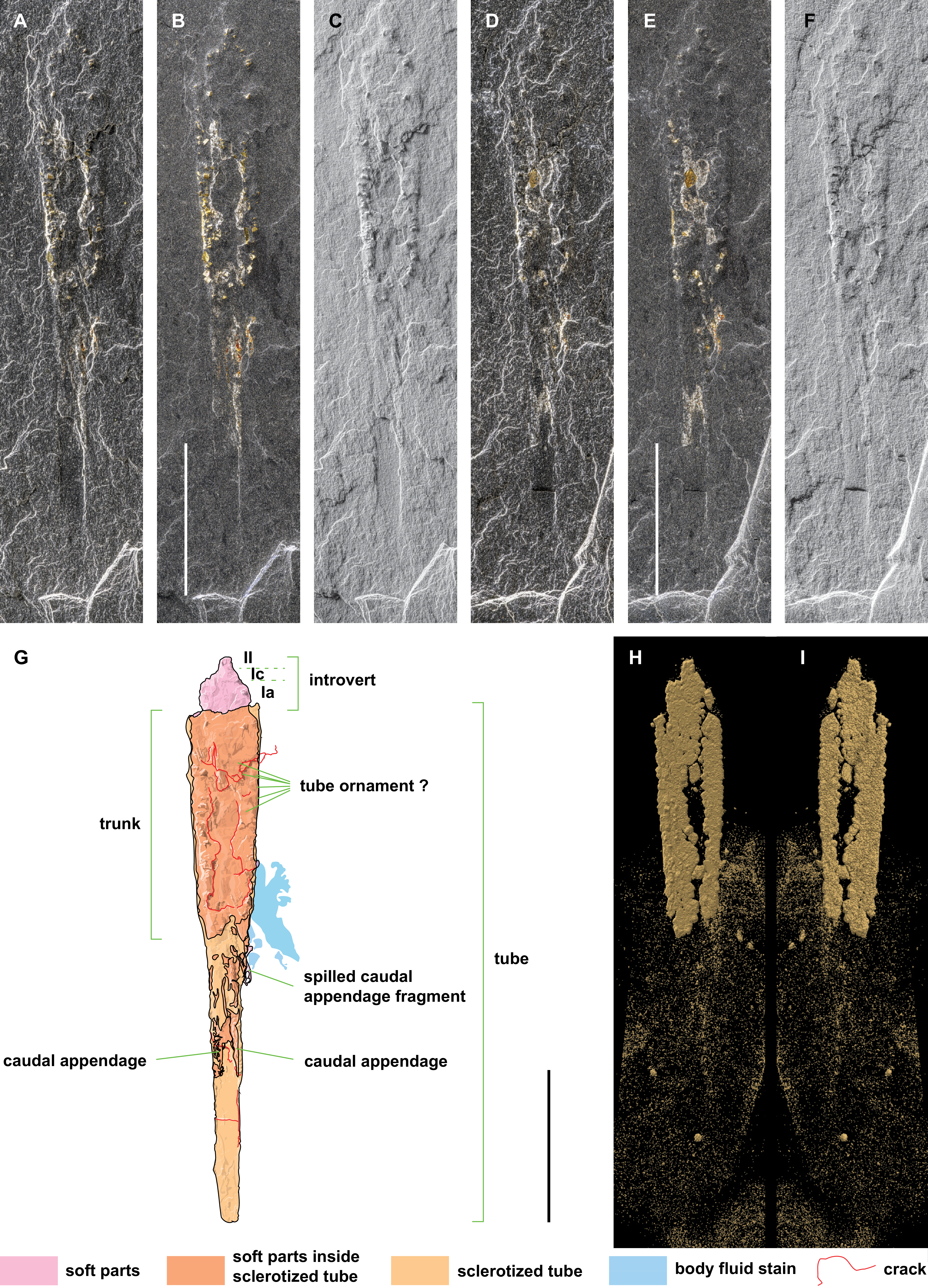 A composite image showing a fossil specimen IRSNB a13906 in various conditions and views.