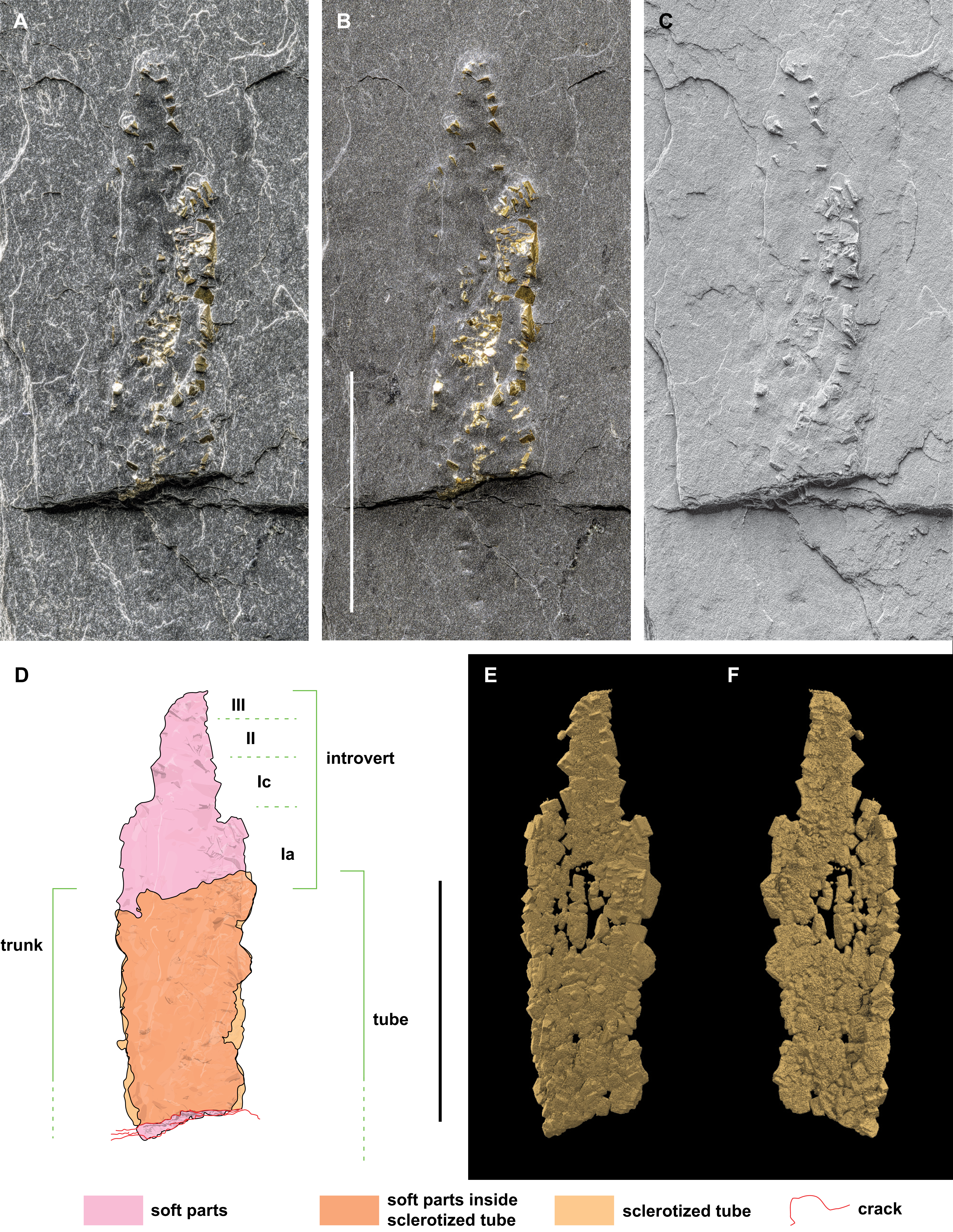 A fossil specimen IRSNB a13907, part, shown in three different conditions: dry, under demineralized water, and coated with NH4Cl, alongside an interpretative drawing and micro-CT scans.