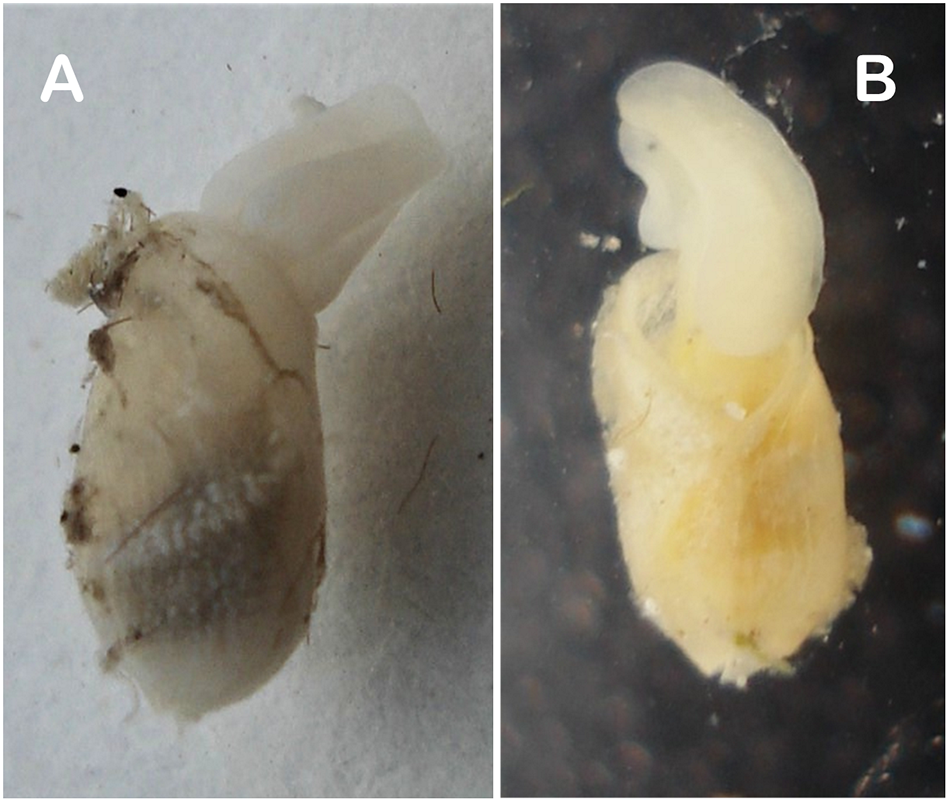 Two photographs compare live specimens of the newly described gastropod from different locations, highlighting differences in shell size, shape, and debris attached to mucus-covered shells before dissection.