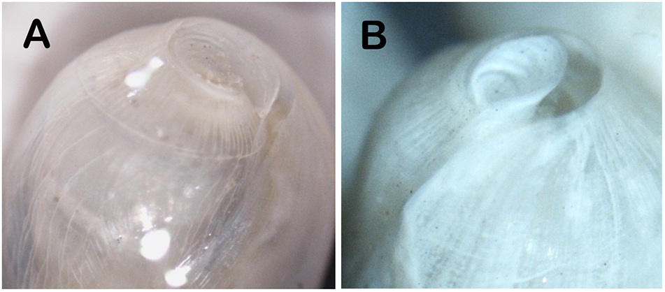Close-up photographs compare the apical regions of two preserved shells, showing differences in apex shape and shell outline, including rounded and teardrop-like forms used for morphological comparison.