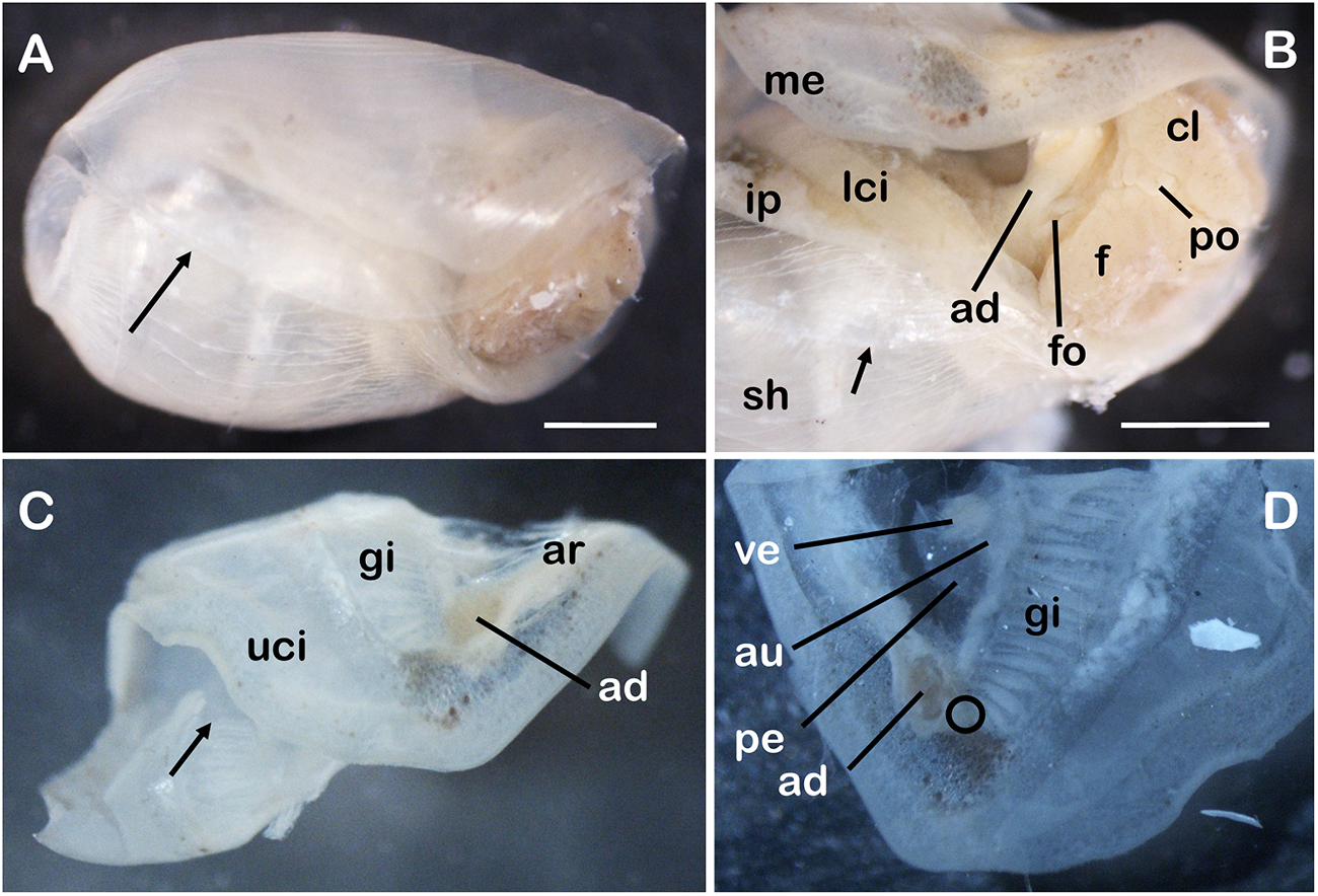 Composite photographs illustrate the shell and dissected soft anatomy of the new species, showing mantle structures, gill, heart region, reproductive openings, and other diagnostic internal features from multiple views.