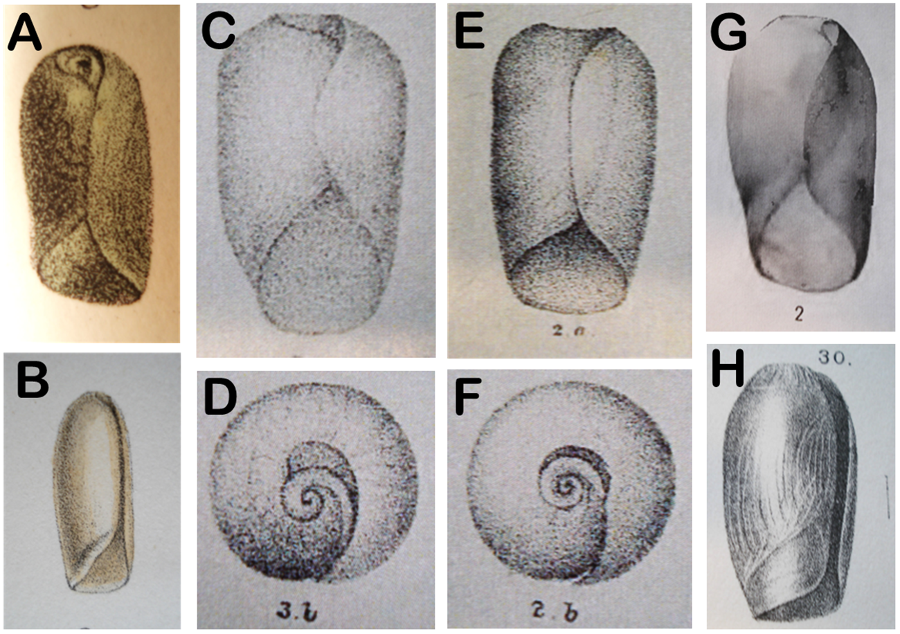 Scientific plate with eight labeled shell drawings, A to H, for shape comparison.