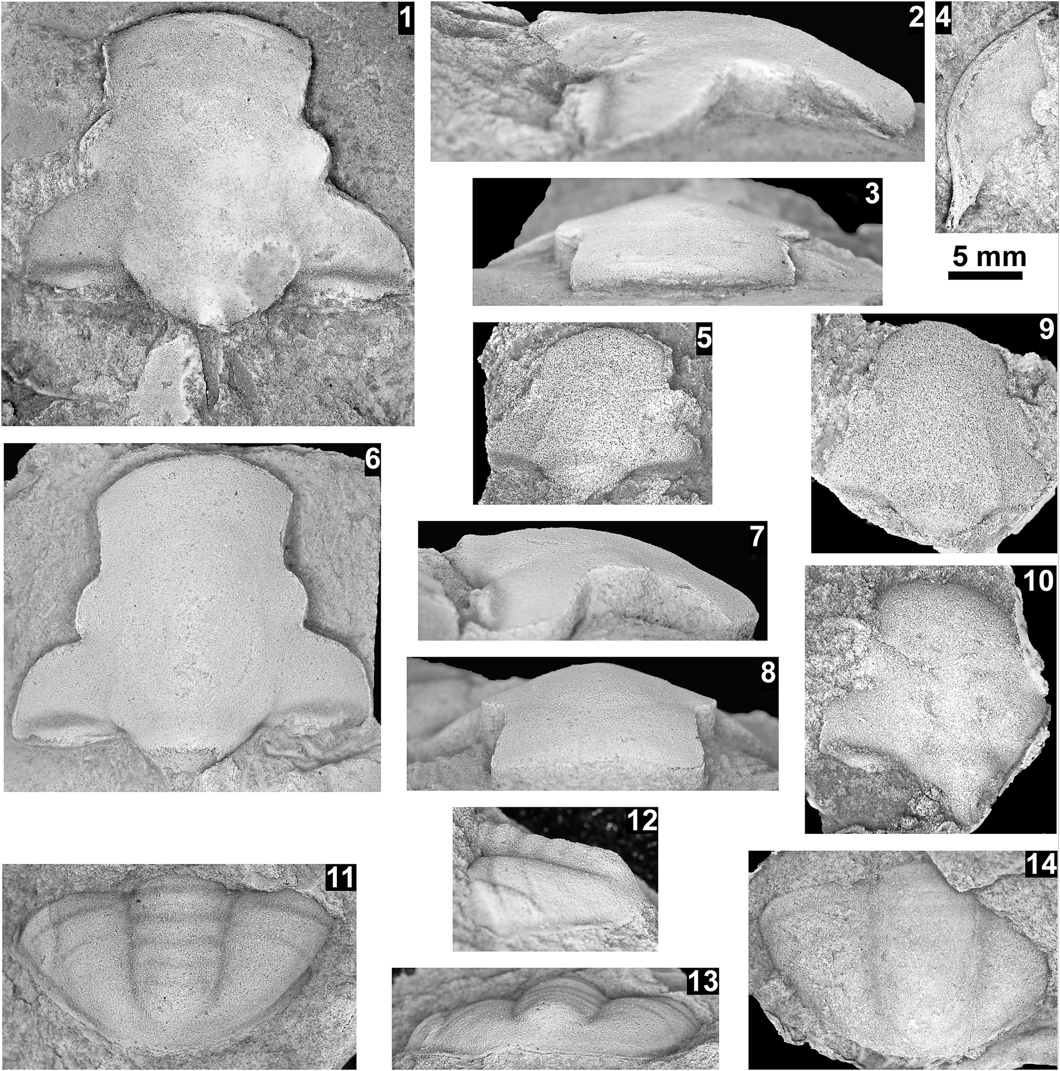 Figure 9