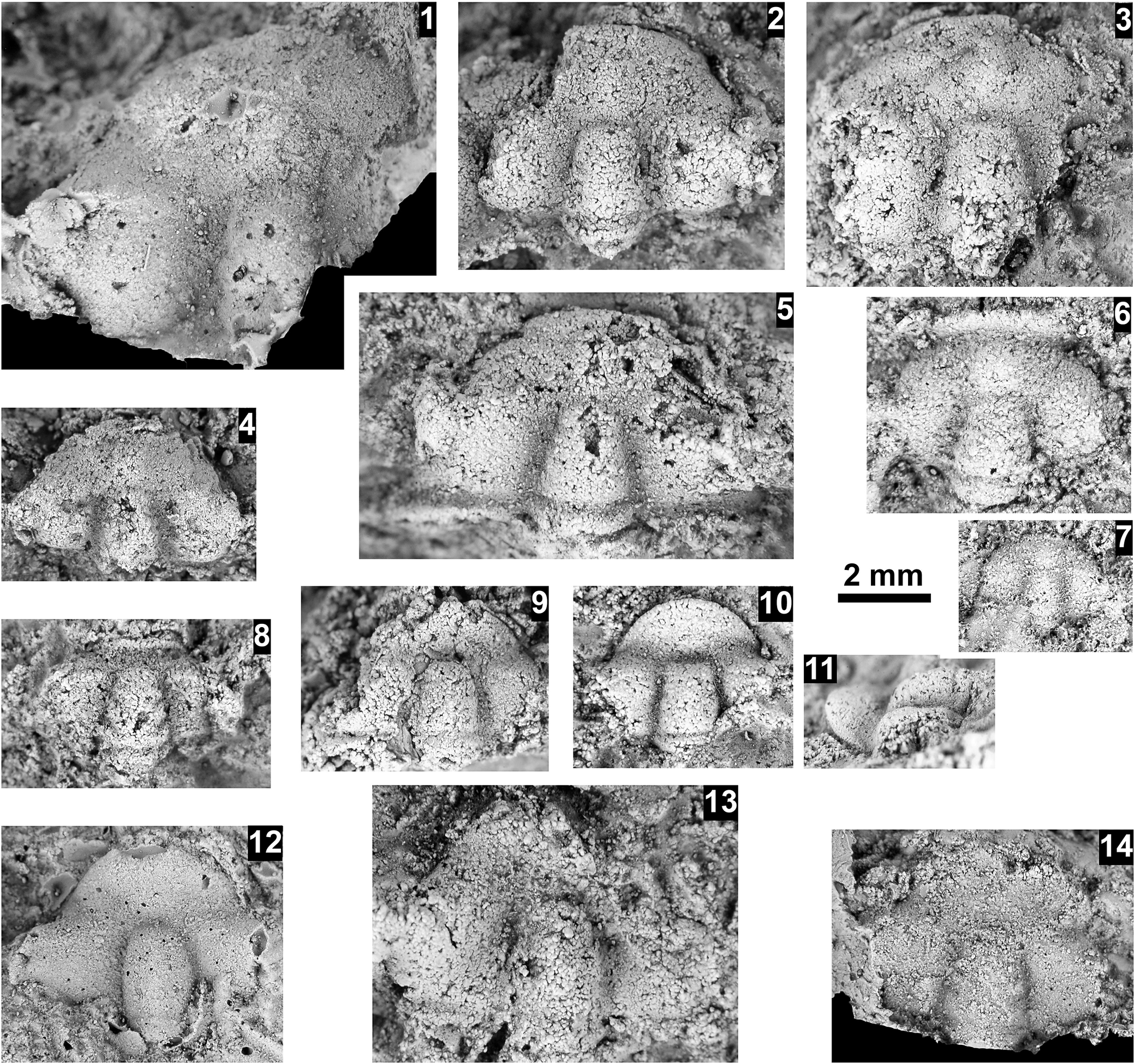 Figure 6