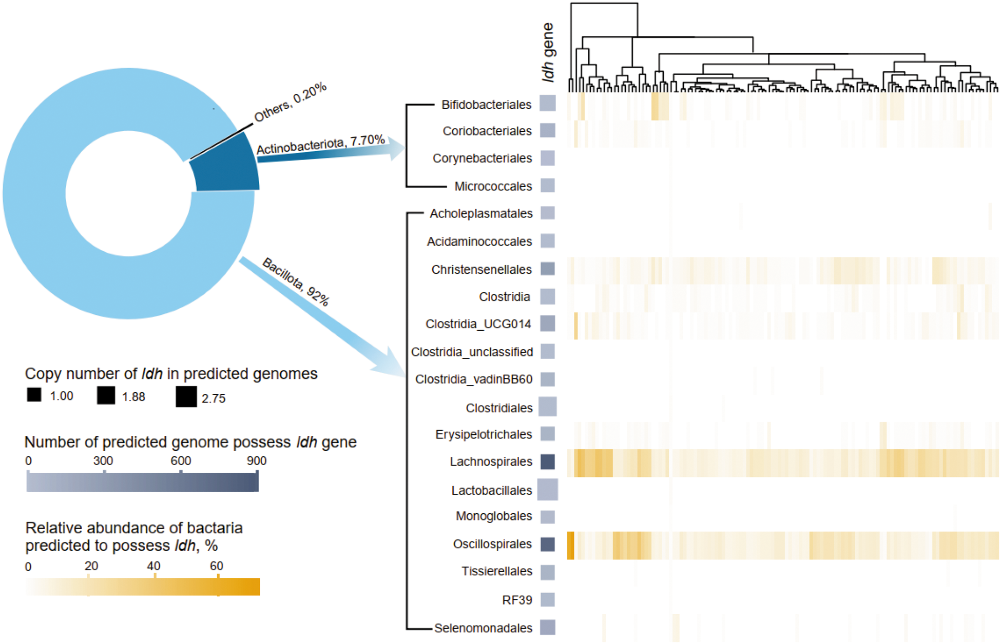 A pie chart and heatmap showing the distribution and abundance of the ldh gene in various bacterial orders. See long description.